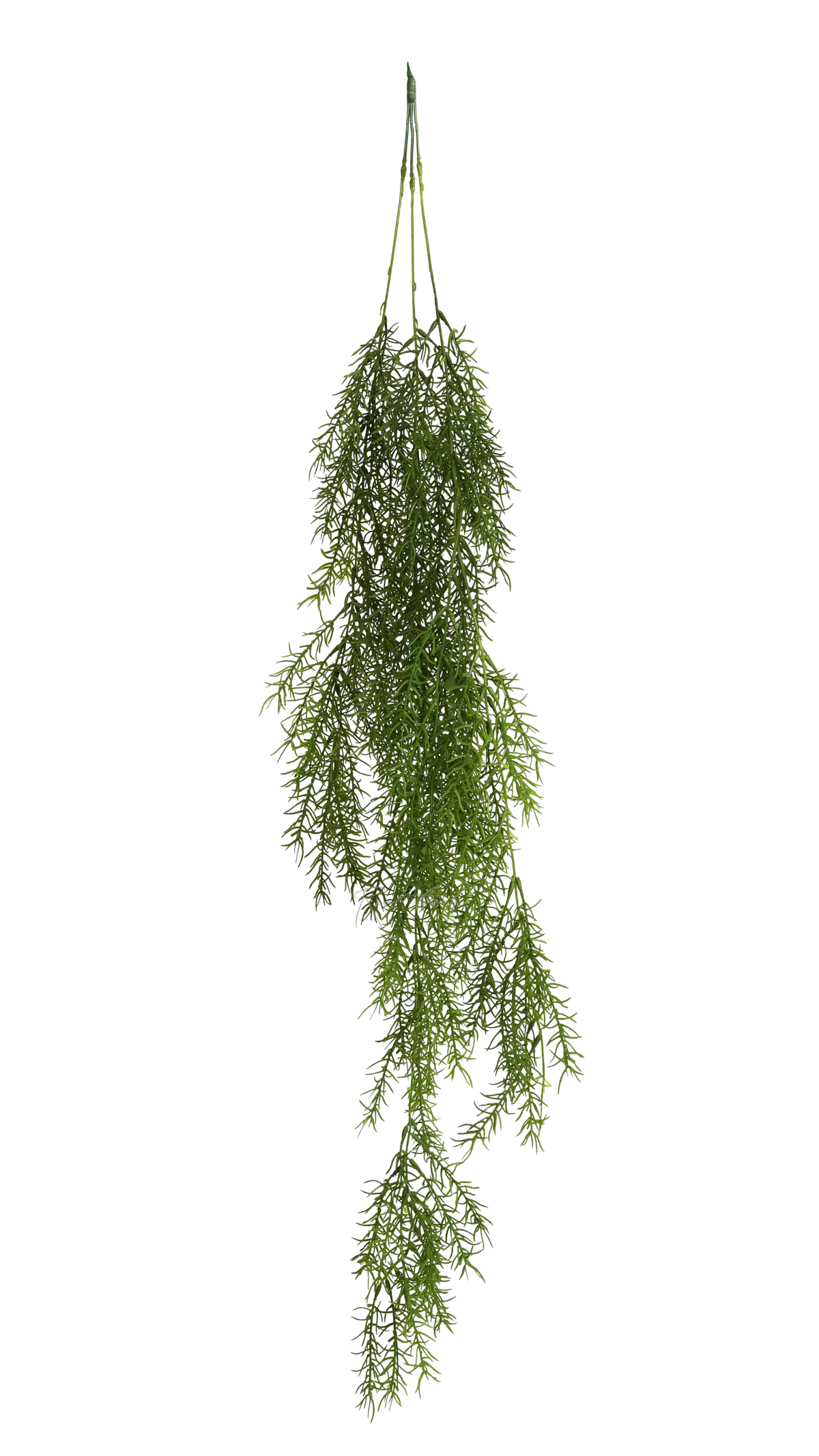 Asparagus sprengeri - green