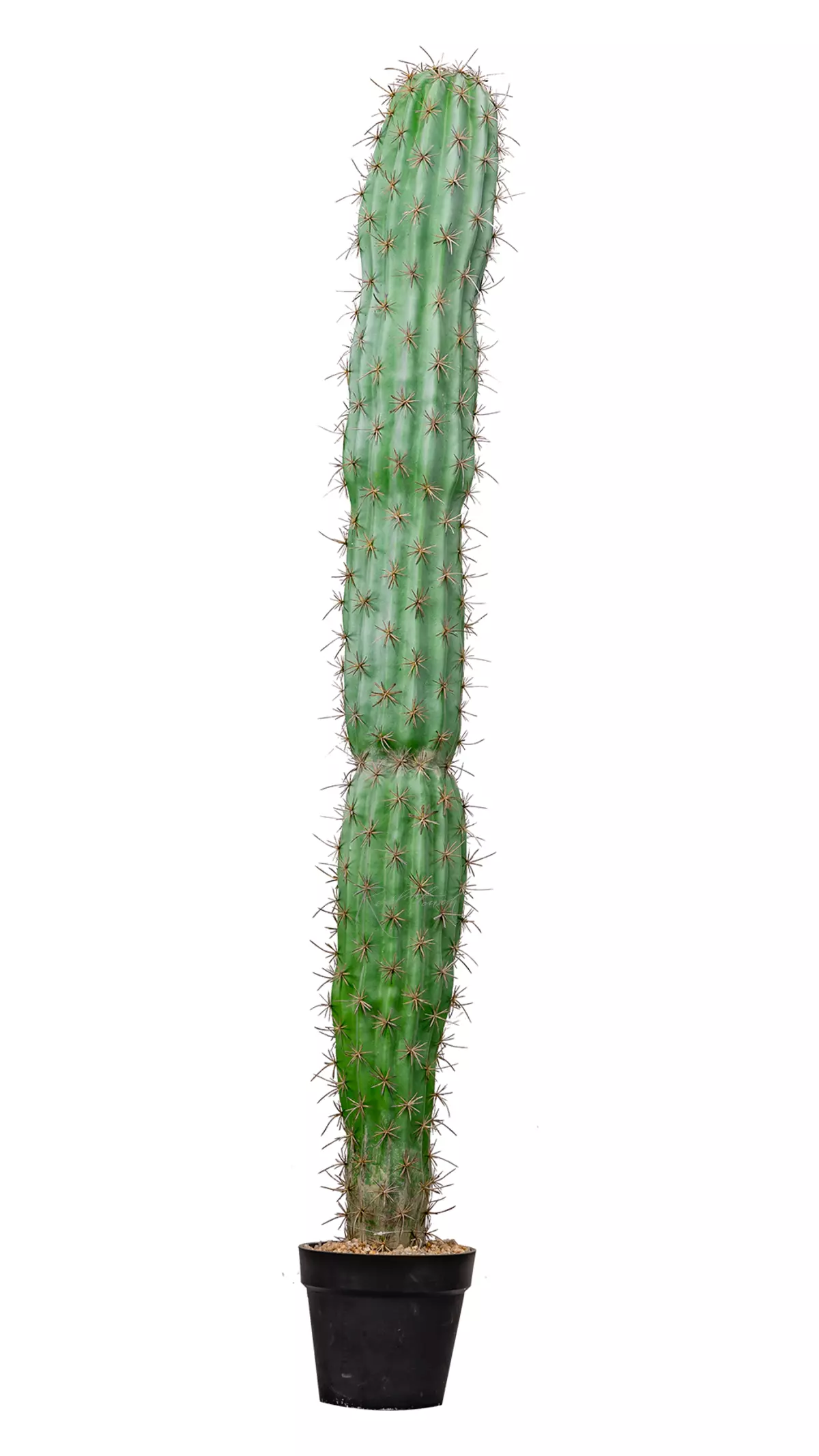 Artificial San Pedro Cactus Trichocereus 150cm  - green
