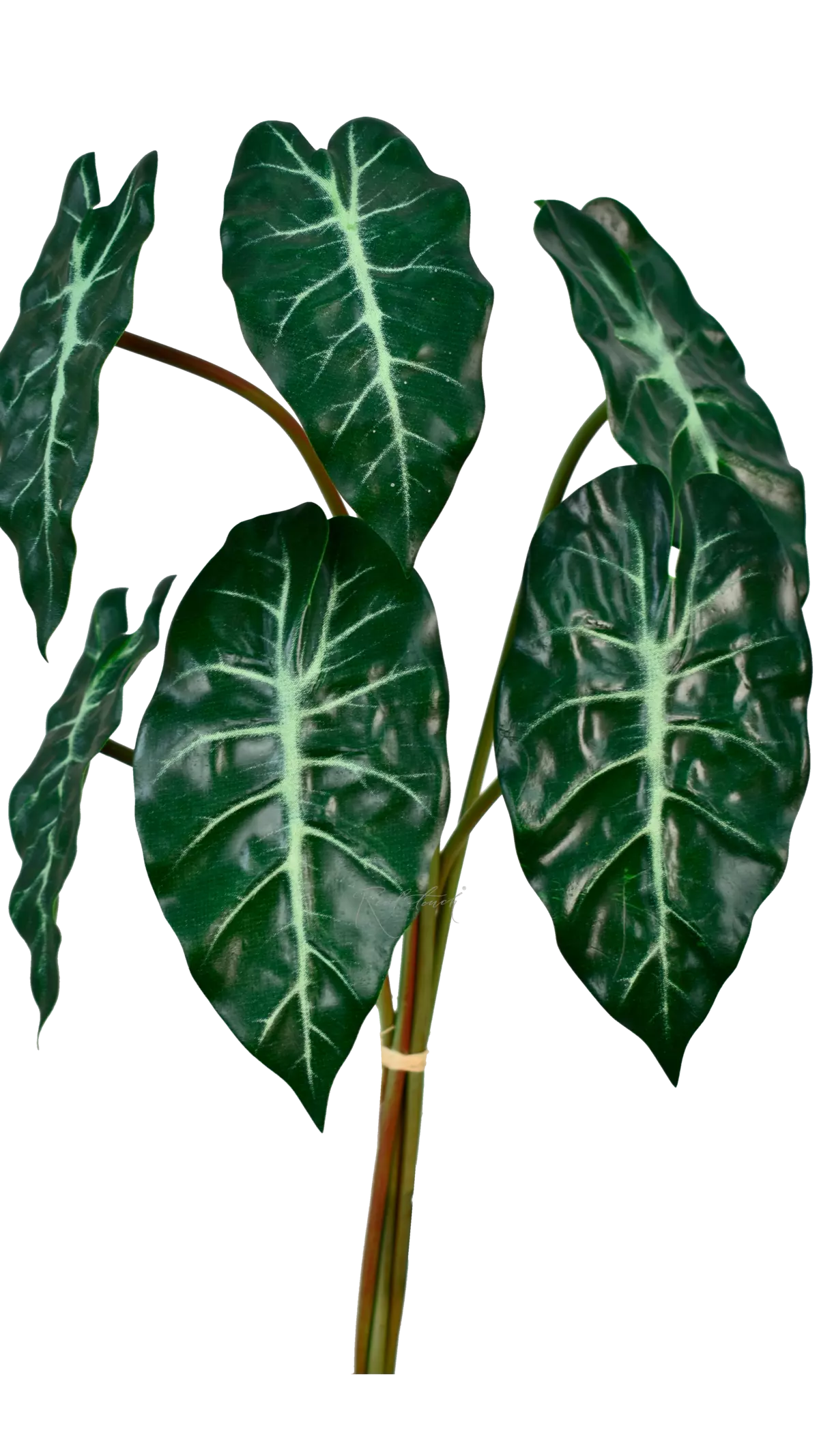 A bunch of 6 leaves of Alocasia Polly - green A bunch of 6 leaves of Alocasia Polly - green