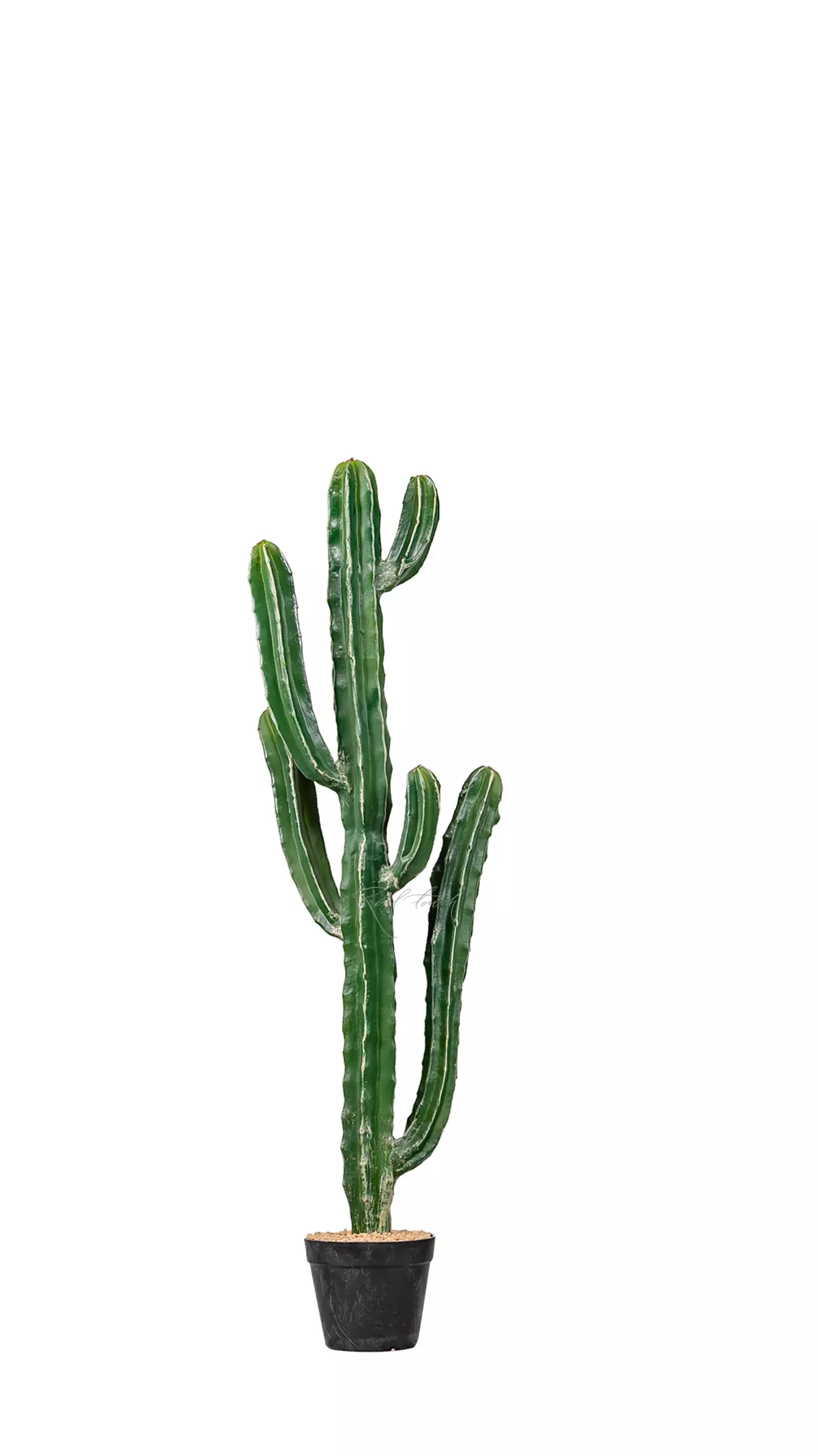 Real Touch Cactus Cereus Jamakaru 105cm - Dark green Real Touch Cactus Cereus Jamakaru 105cm - Dark green