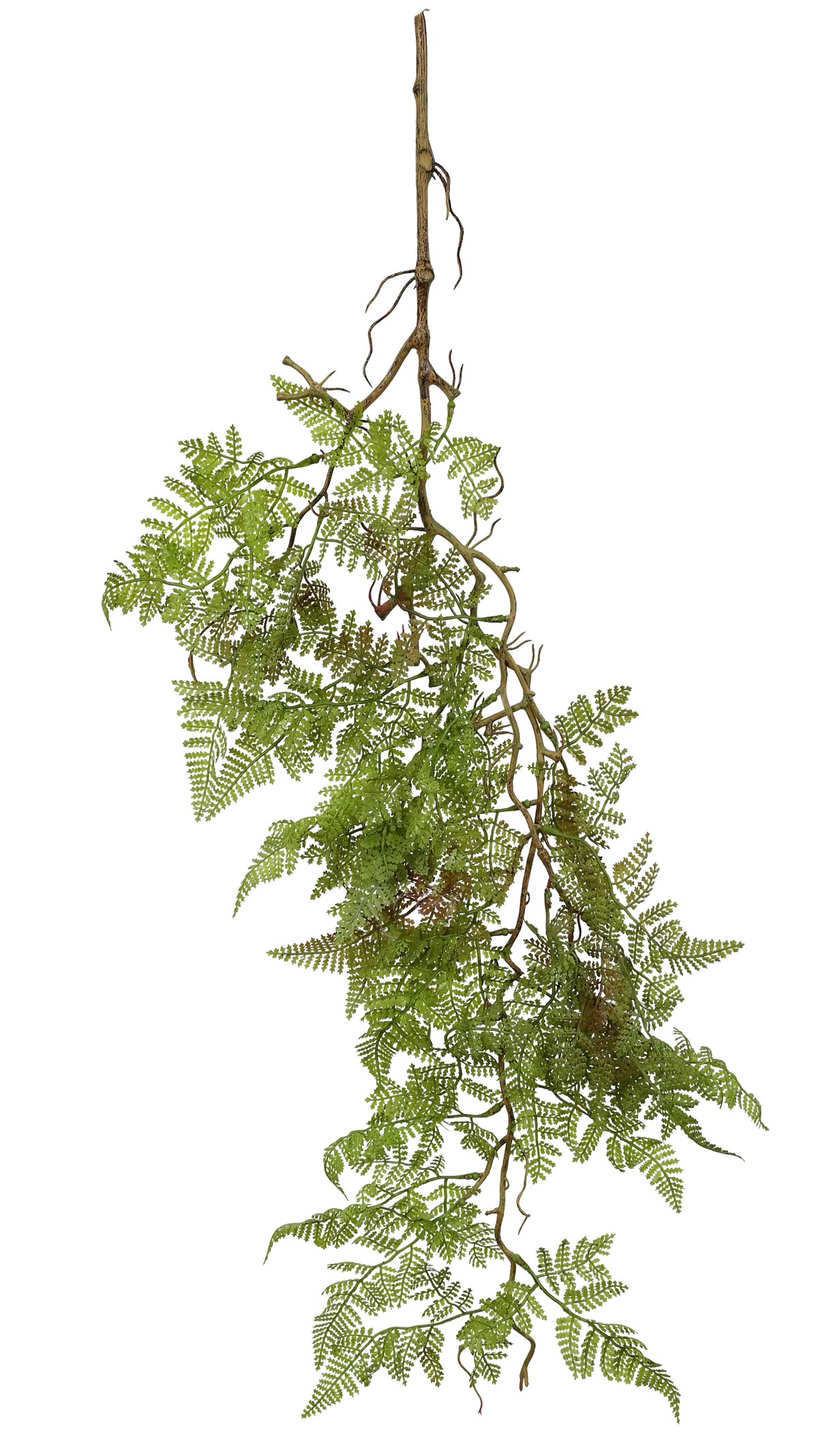 Alpine bulblet fern on a lignified stem - green