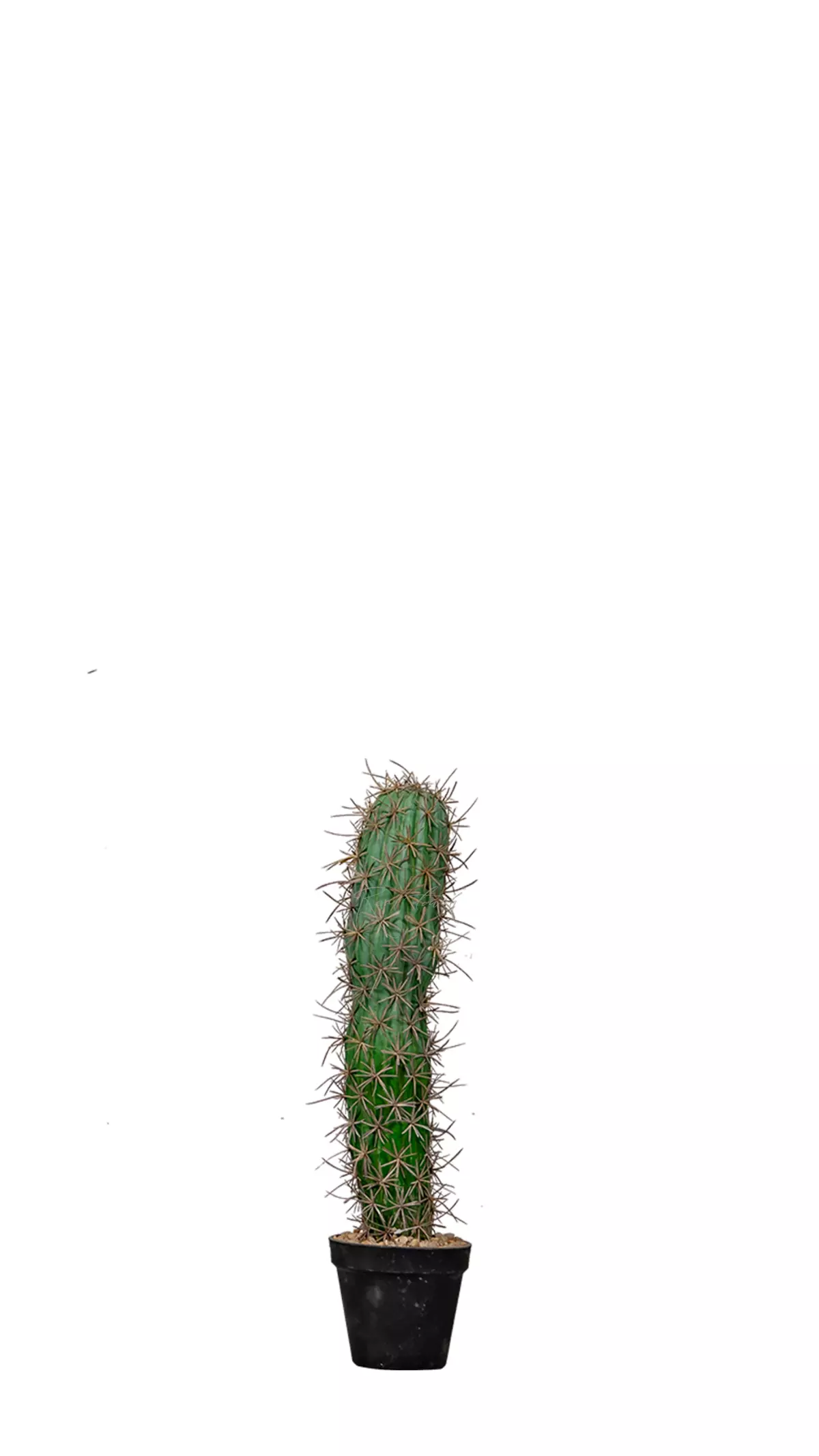 Artificial San Pedro Cactus Trichocereus 50cm  - green