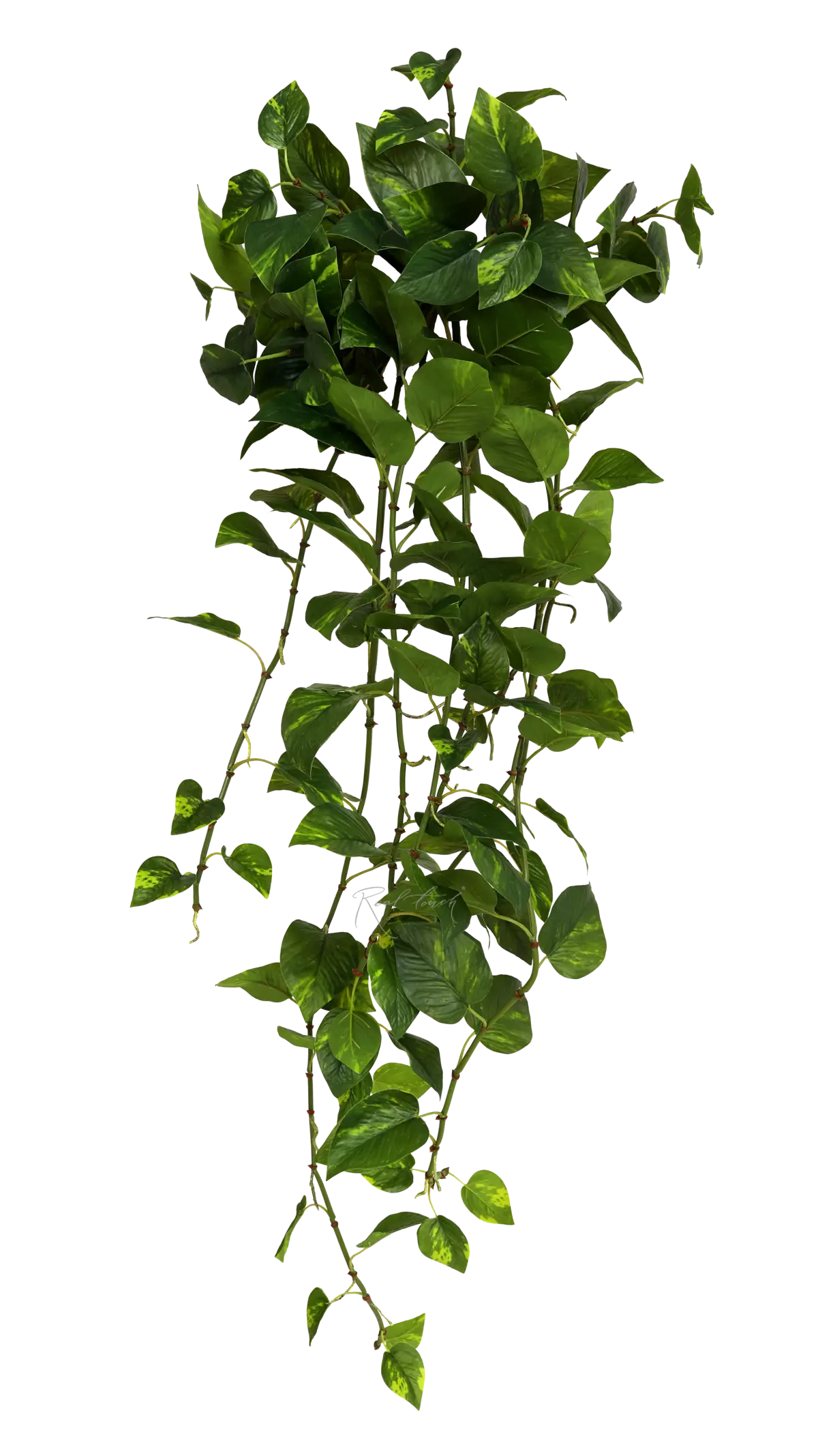 Real Touch Golden Pothos hanging bush (Epipremnum aureum) _1 - green Real Touch Golden Pothos hanging bush (Epipremnum aureum) _1 - green