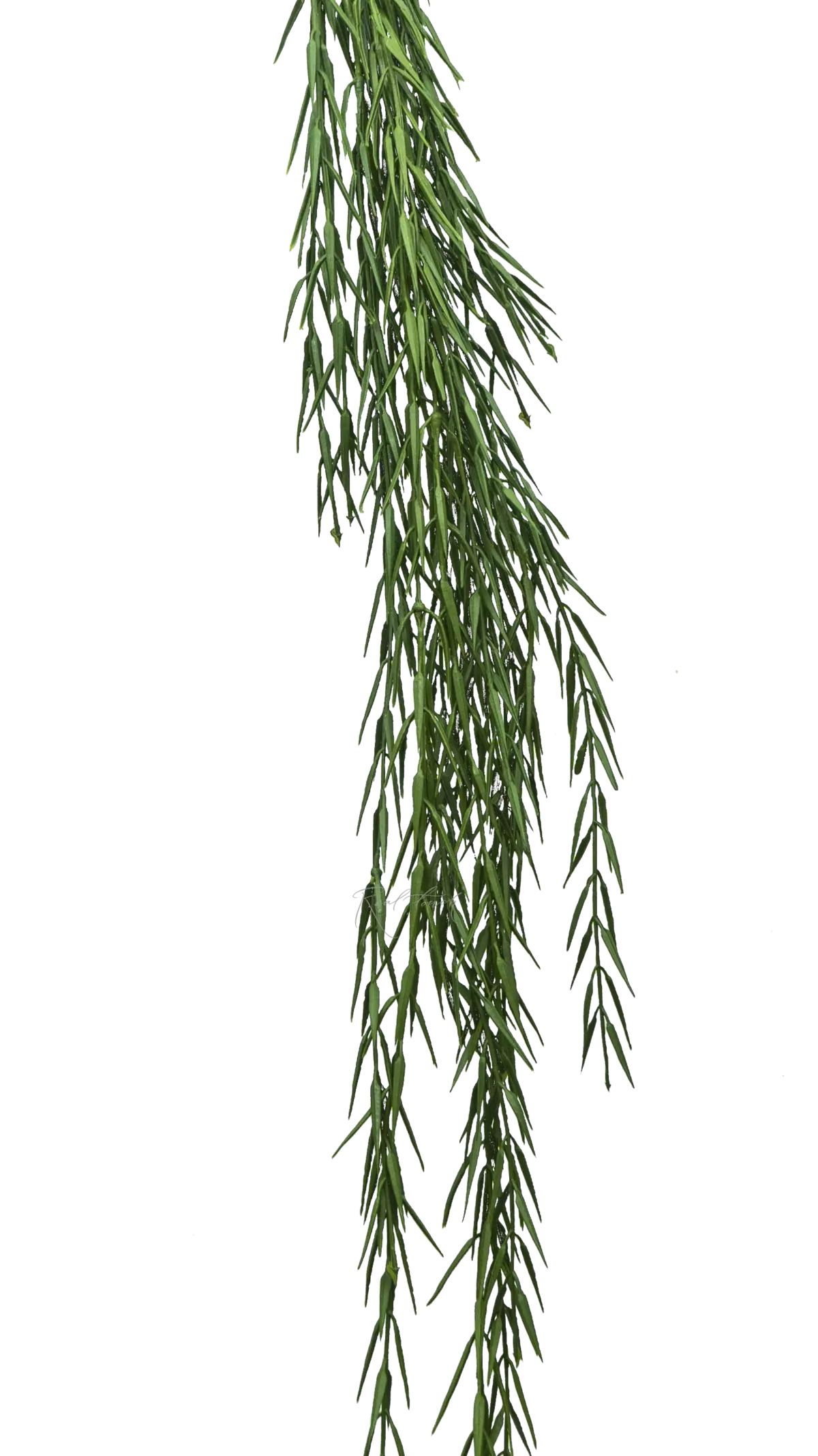 Hoya Linearis - green