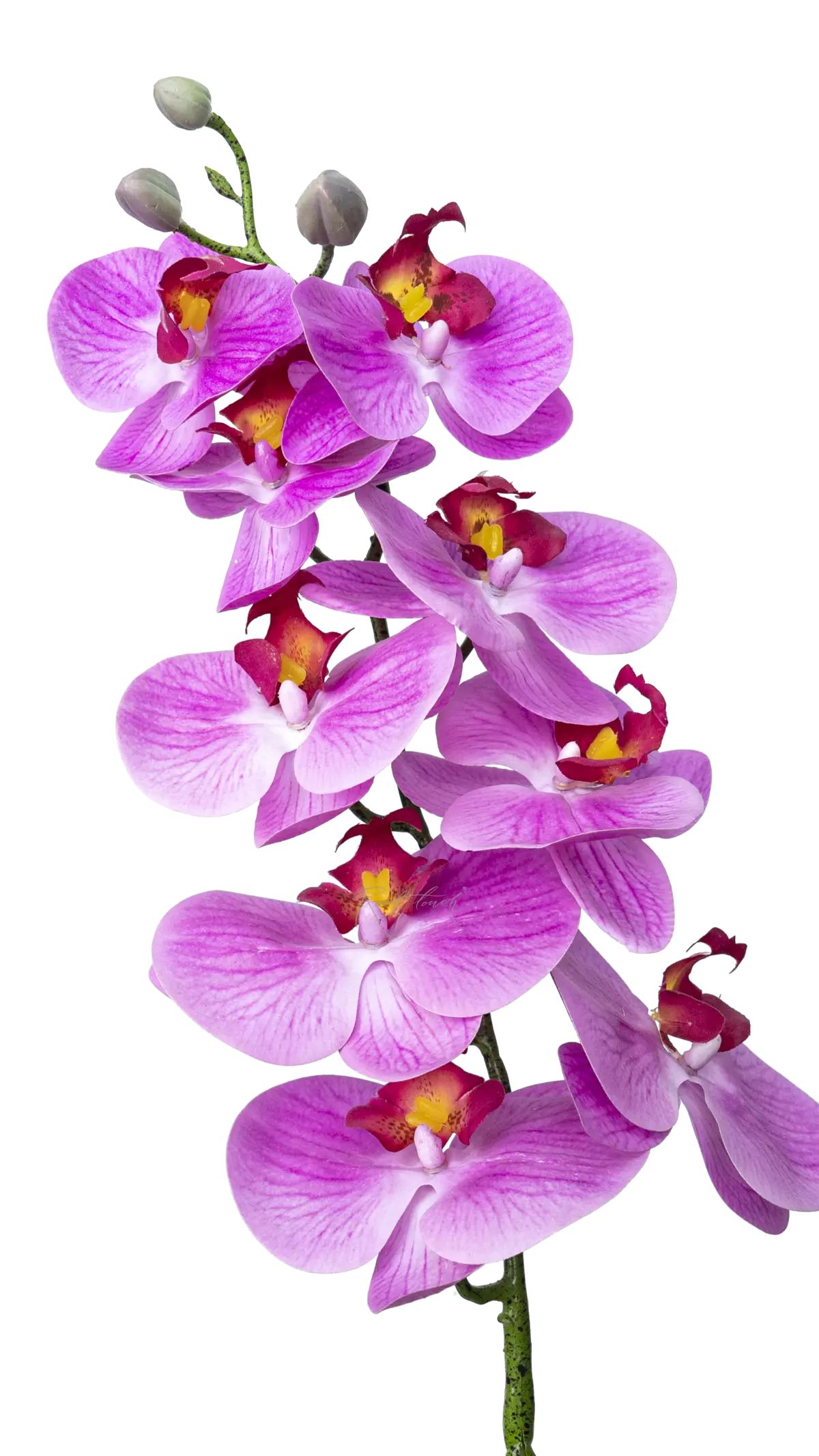 Real Touch Phalaenopsis Orchid (9 blooms) - fuchsia