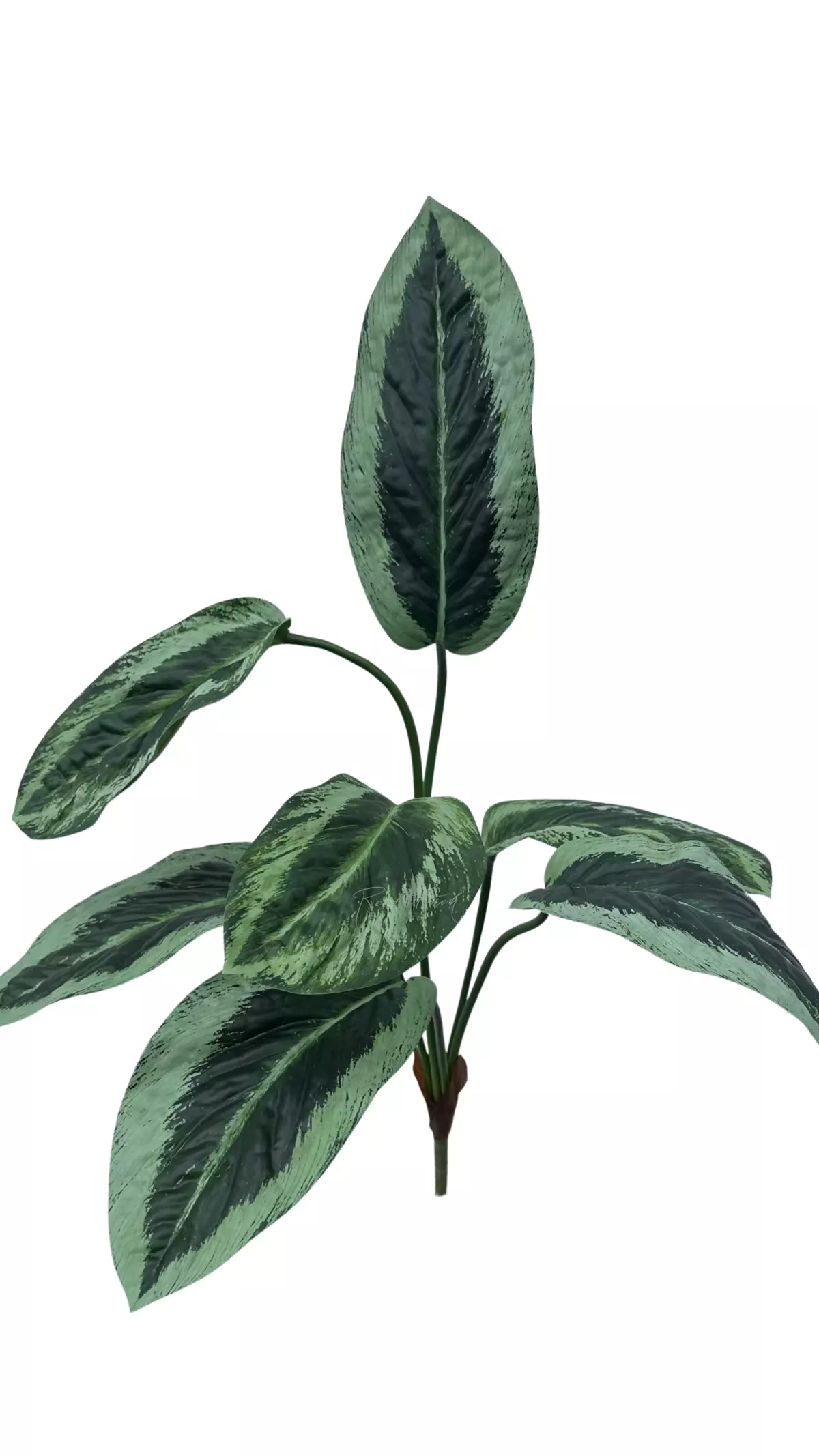Aglaonema bush of 7 leaves - Green (light edges)