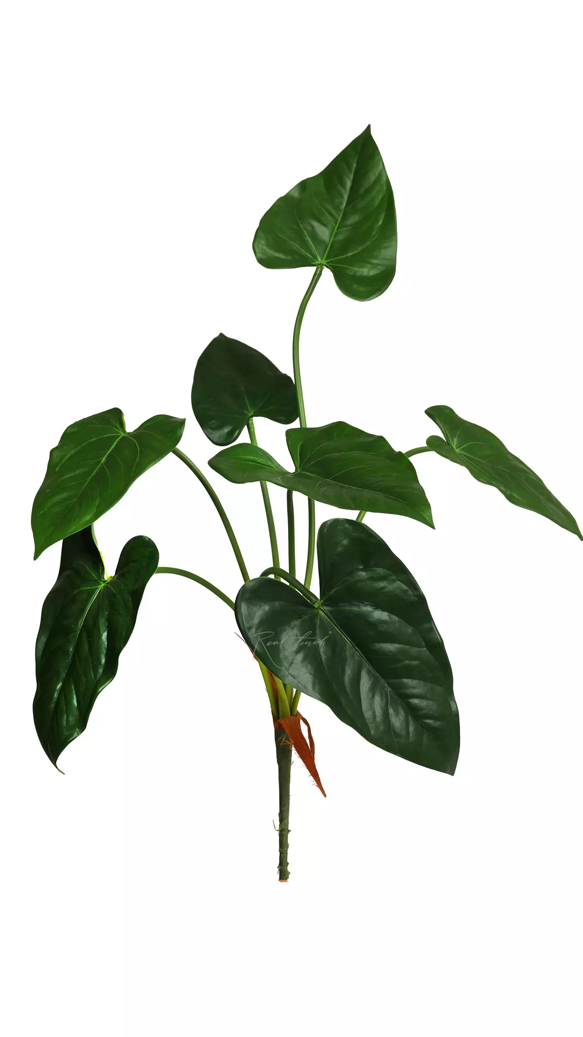 Anthurium bush of 7 leaves - green Anthurium bush of 7 leaves - green
