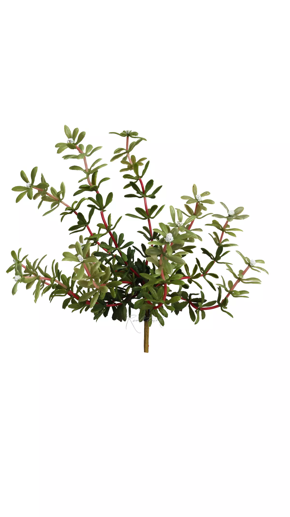 Portulaca oleracea type 1 - white Portulaca oleracea type 1 - white