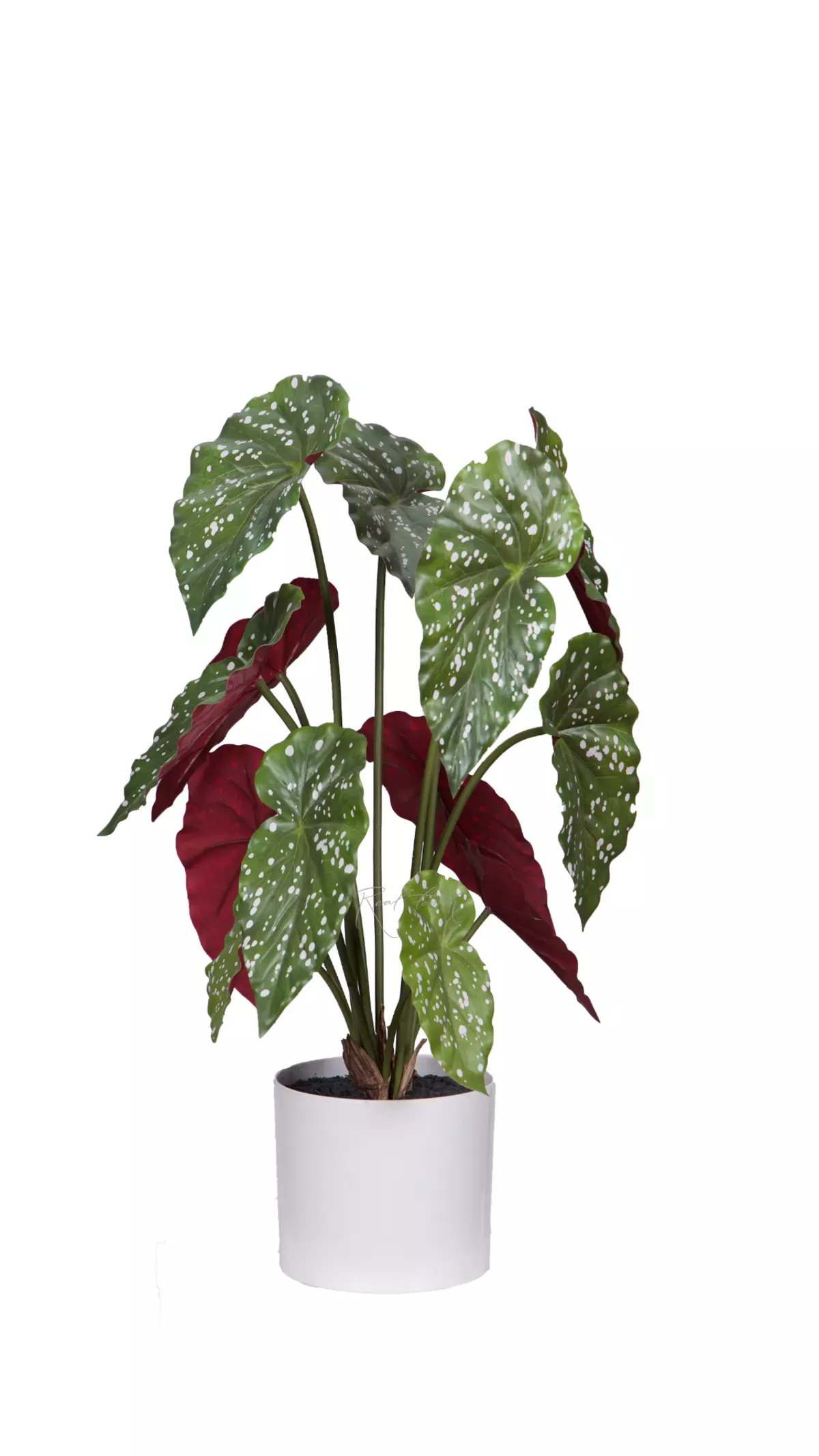 Begonia Maculata bush of 13 leaves in a planter - green burgundy