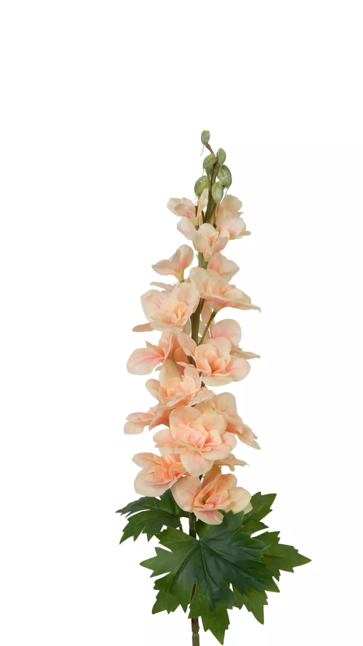 Delphinium small - peach