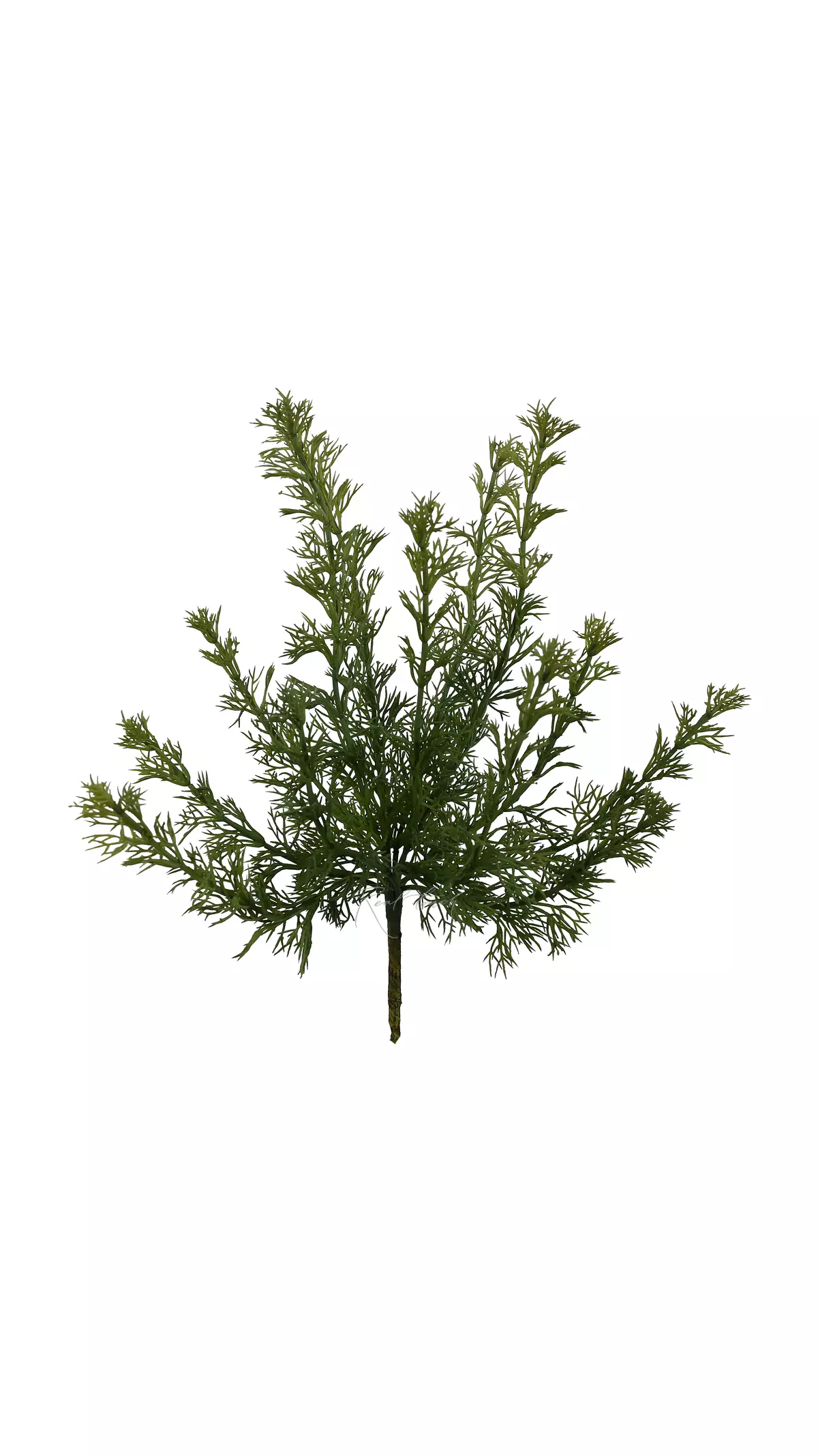 Fennel - green
