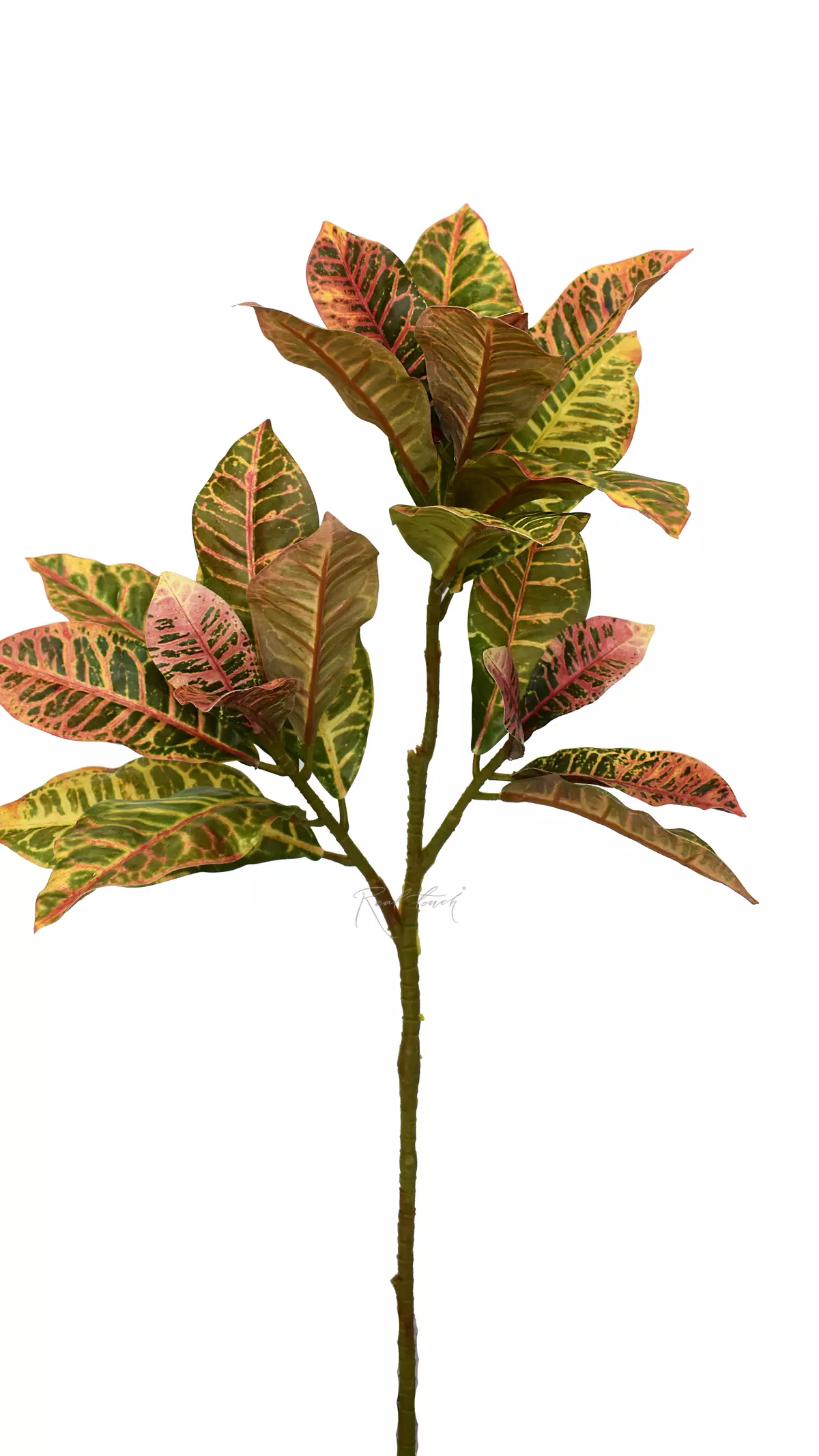 Croton branch large 82 cm - Green red