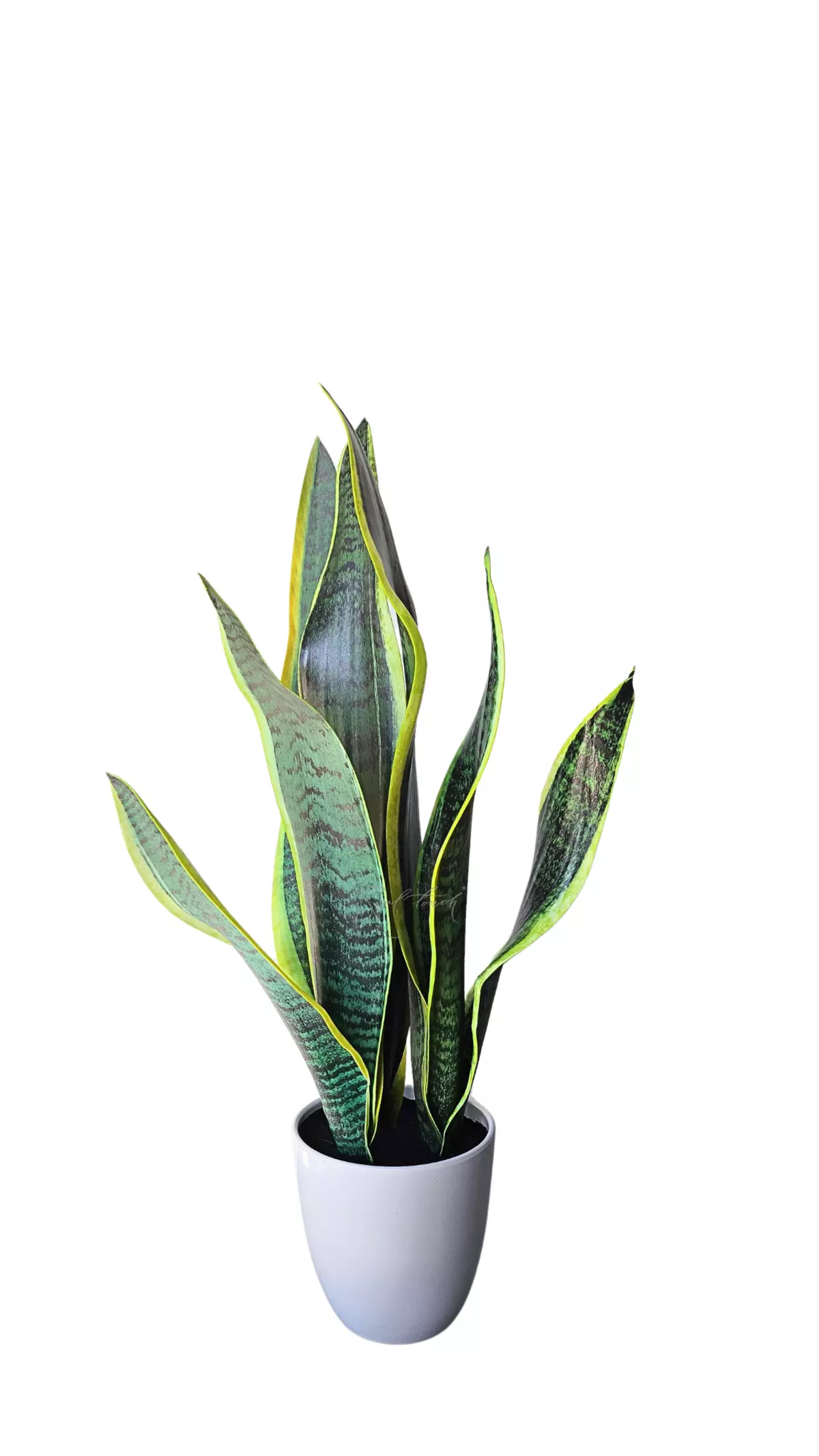 Snake plant Sansevieria in pot - Yellow green