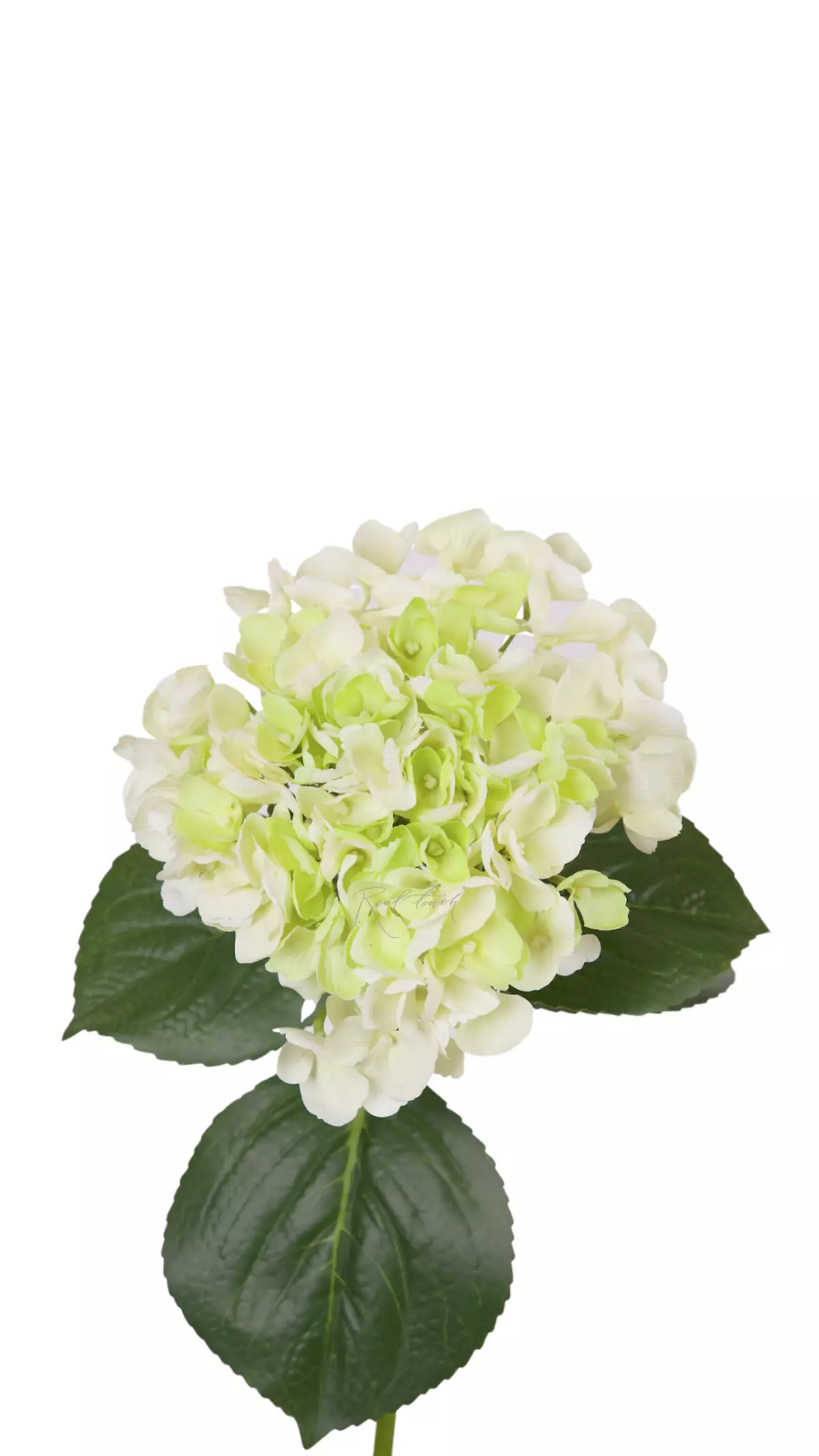 Hydrangea macrophylla on the stem - white green