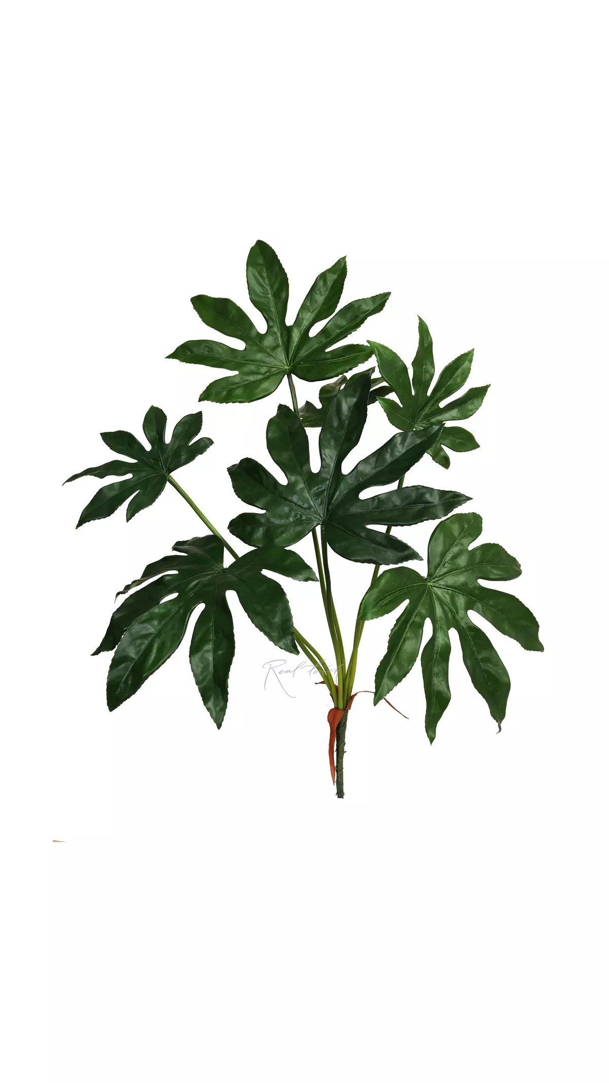 Fatsia bush of 7 leaves - green Fatsia bush of 7 leaves - green