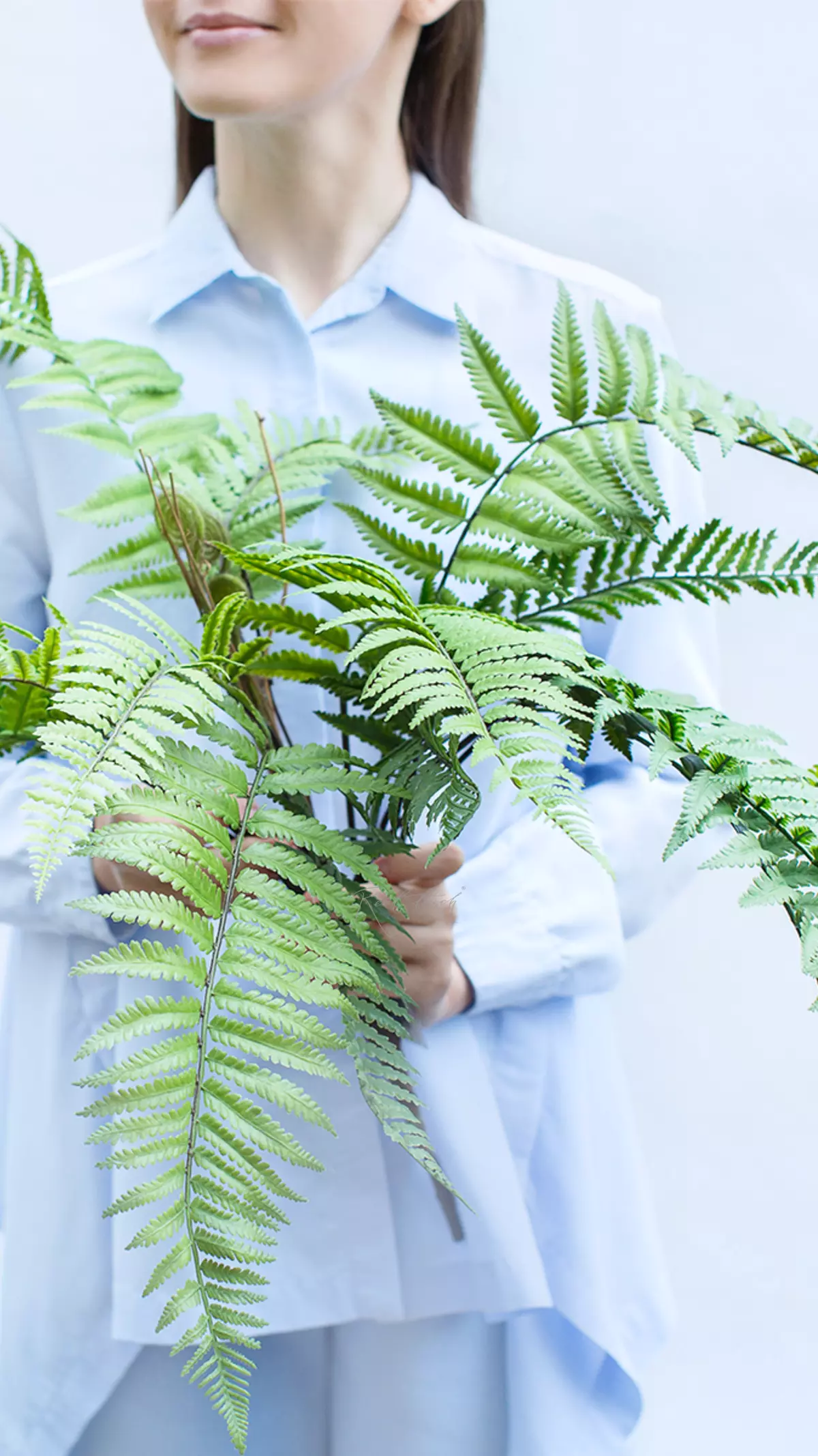Polystichum acrostichoides - green