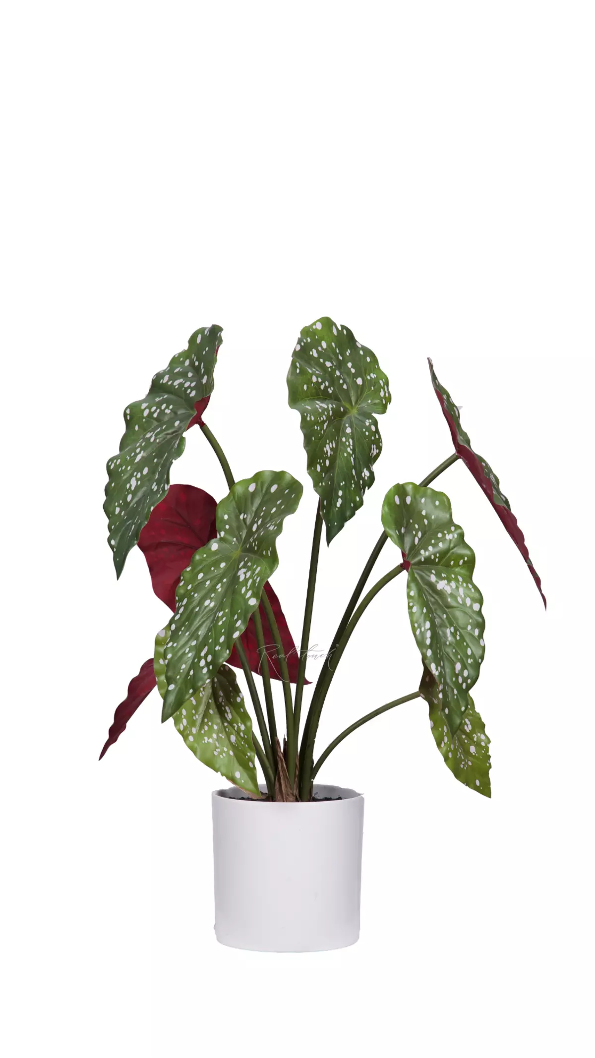 Begonia Maculata bush of 9 leaves in a planter - green burgundy