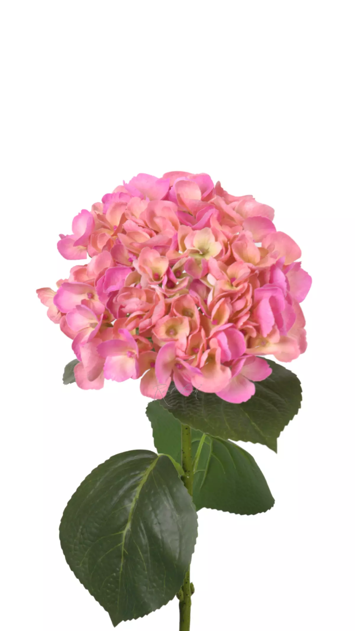 Hydrangea macrophylla on the stem - Dark pink