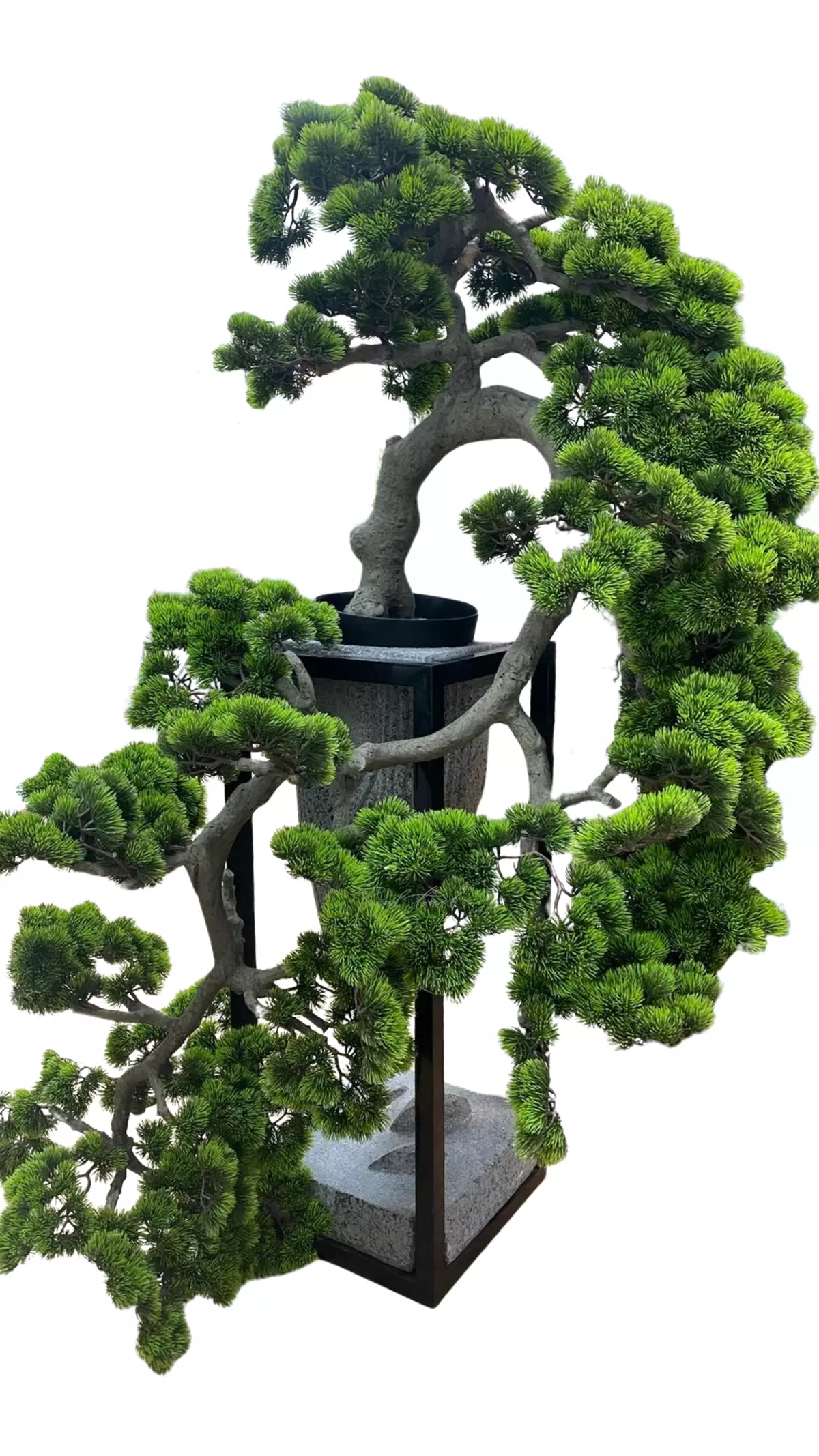 Bonsai cascade 170 cm with a long needle - green