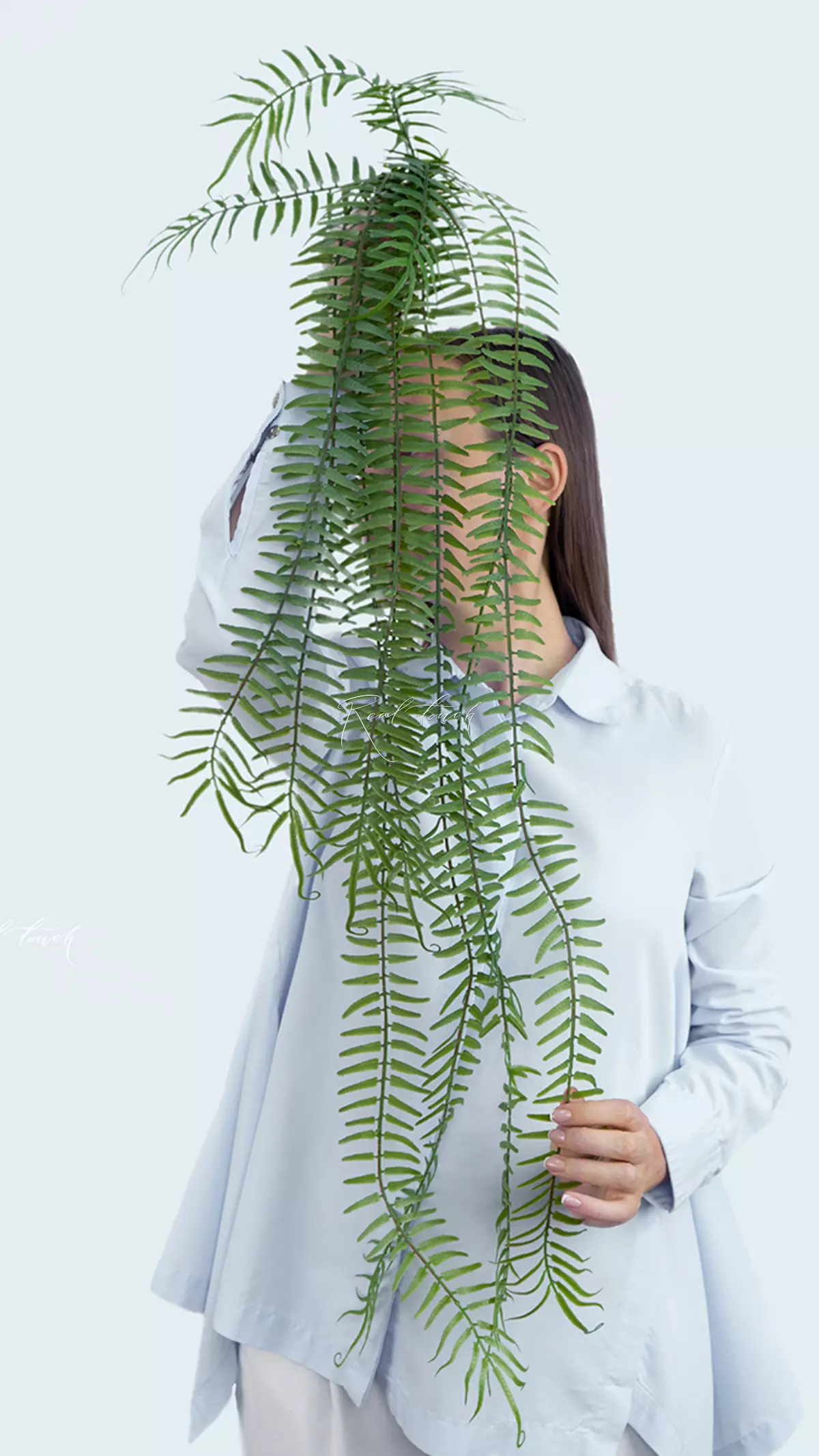 Polypodium long hanging fern - green
