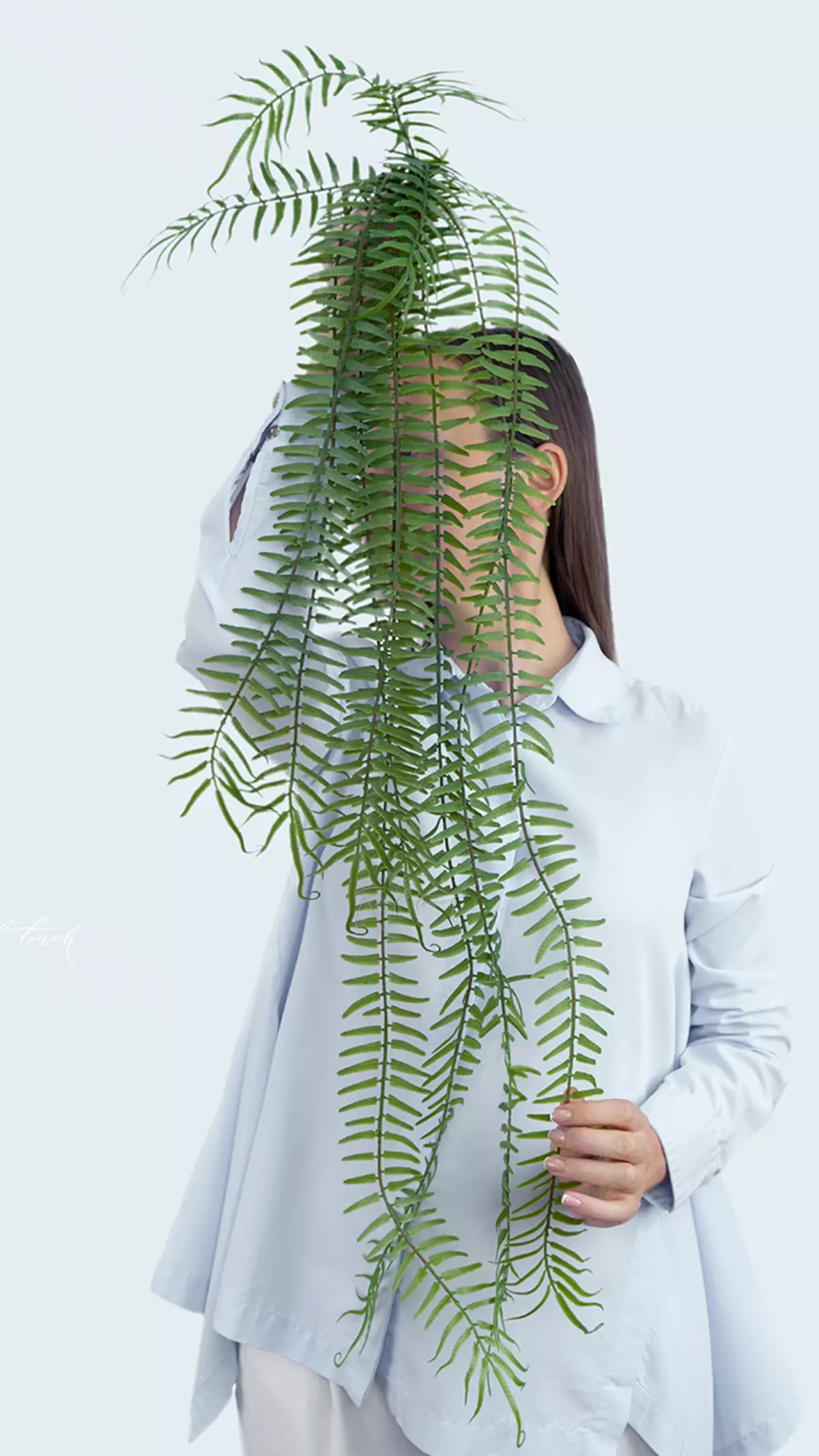 Polypodium long hanging fern - green