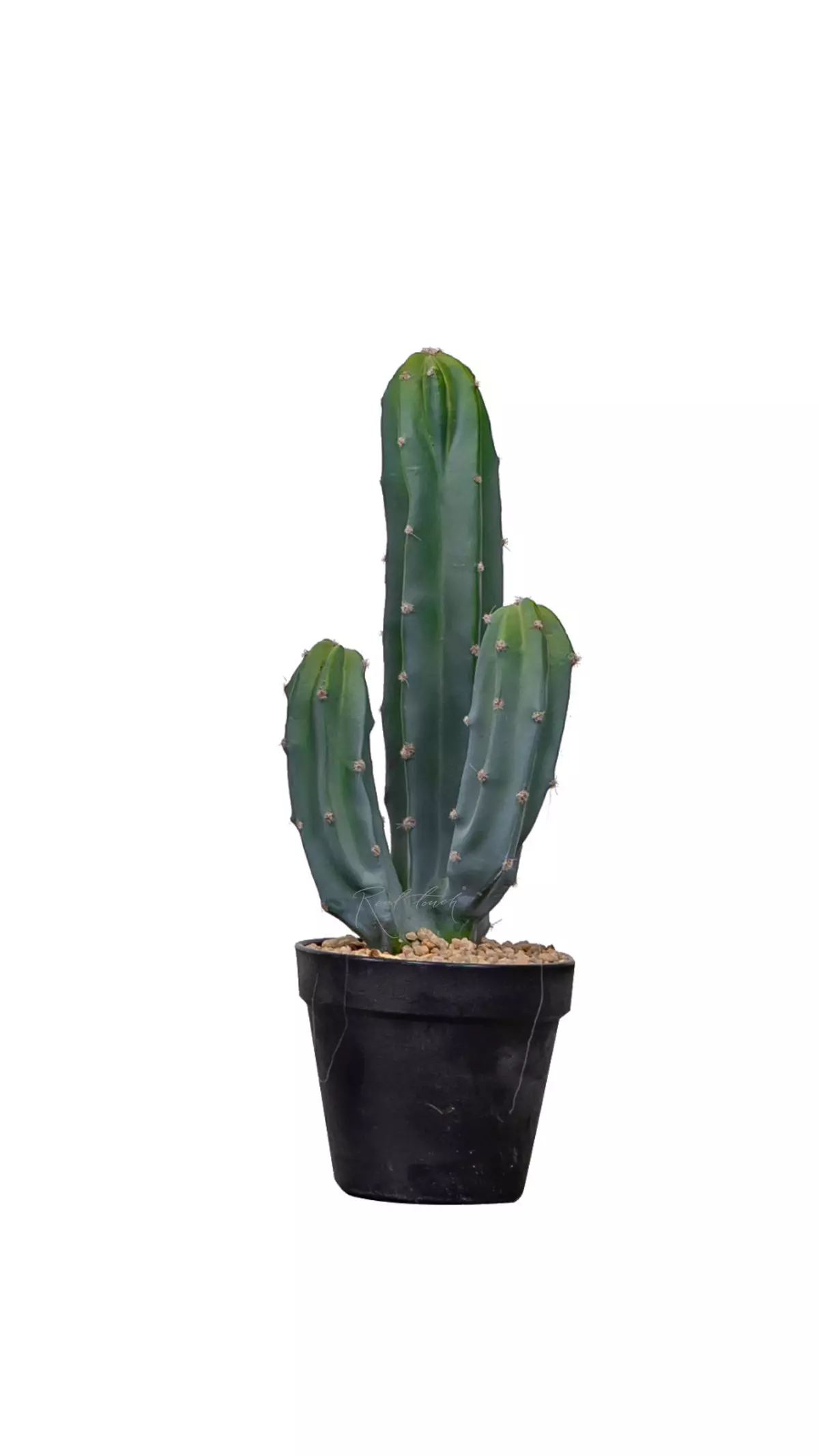 Cactus Cereus Mexican 39cm - green