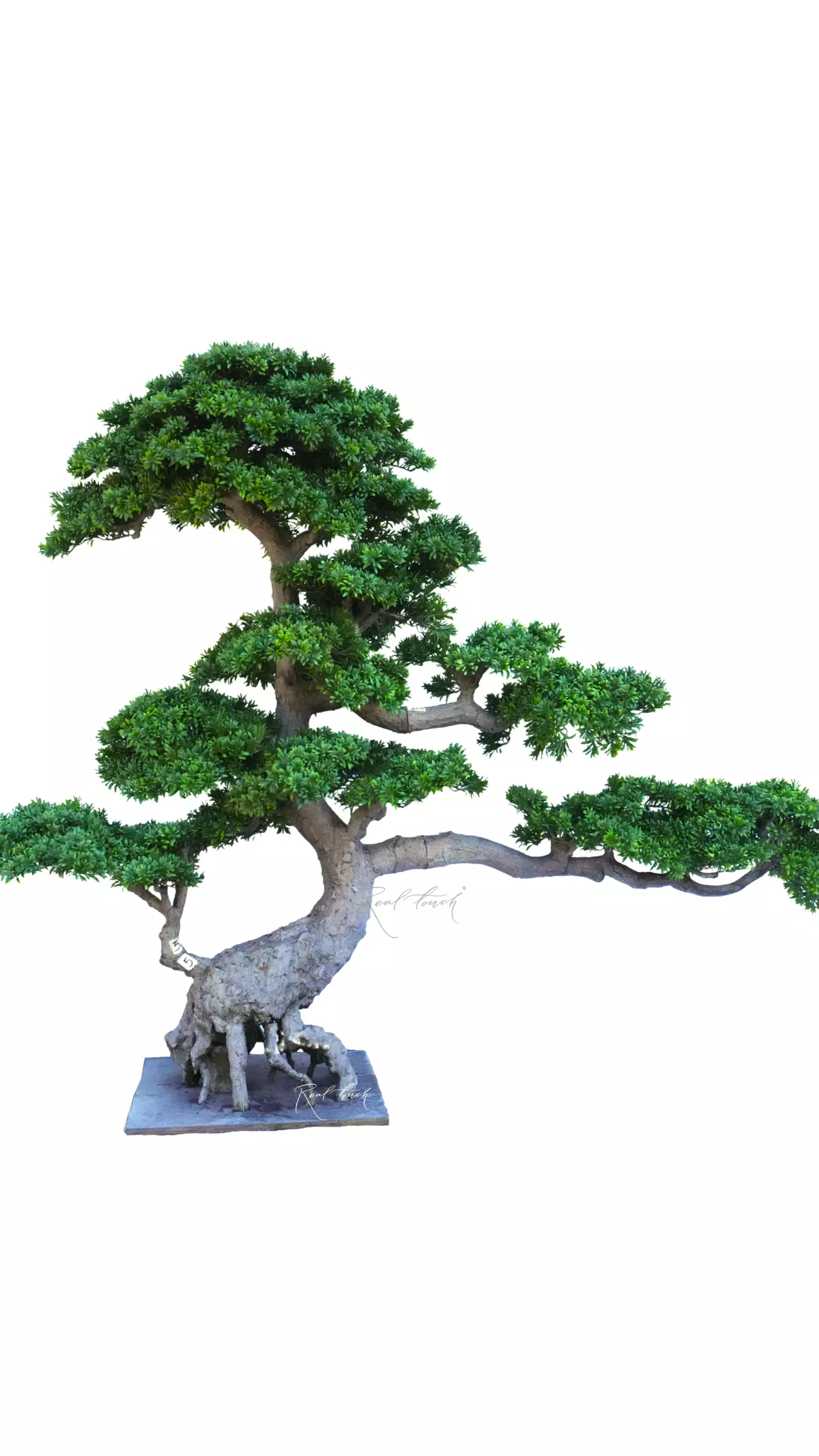 Niwaki (bonsai) 190*250*90 cm - green
