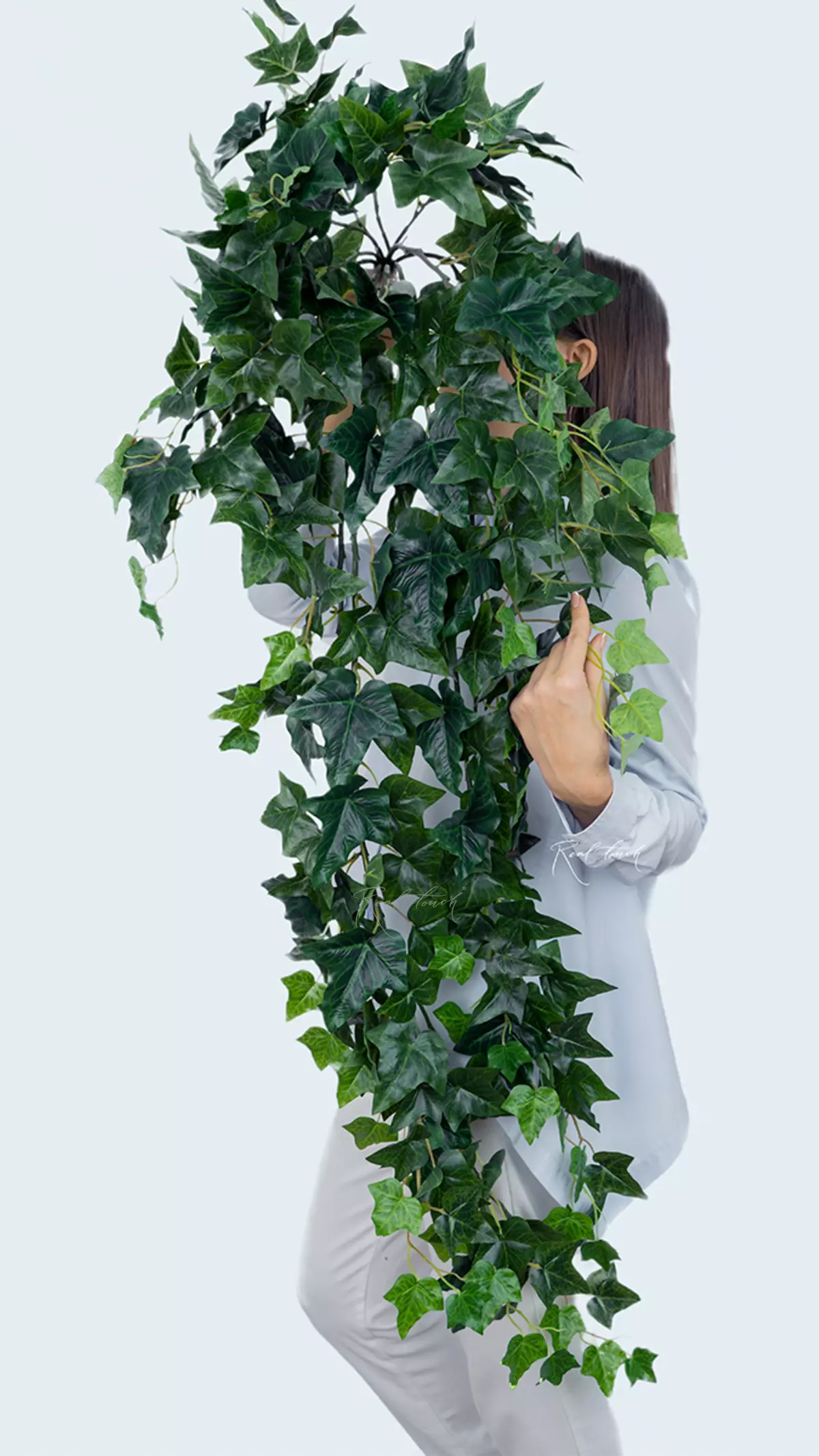 English ivy hanging bush - green