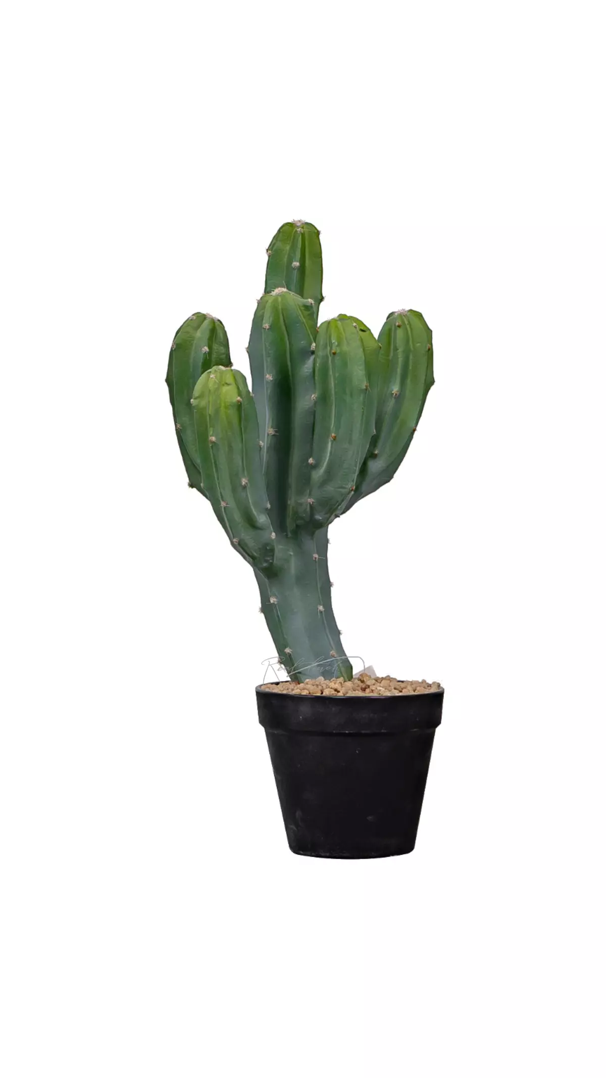 Cactus Cereus Mexican 43cm - green