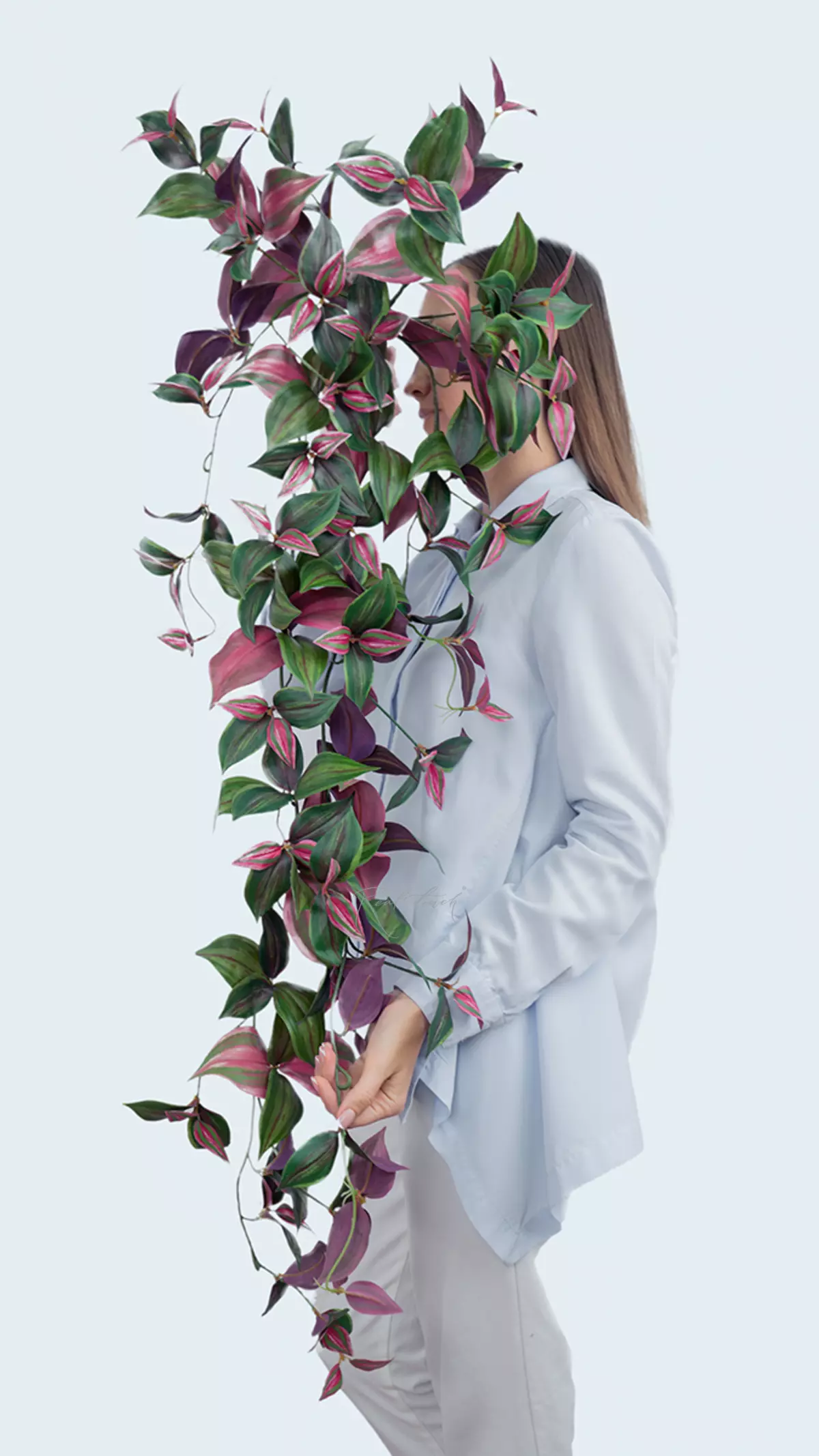 Zebrina hanging bush - Green pink Zebrina hanging bush - Green pink