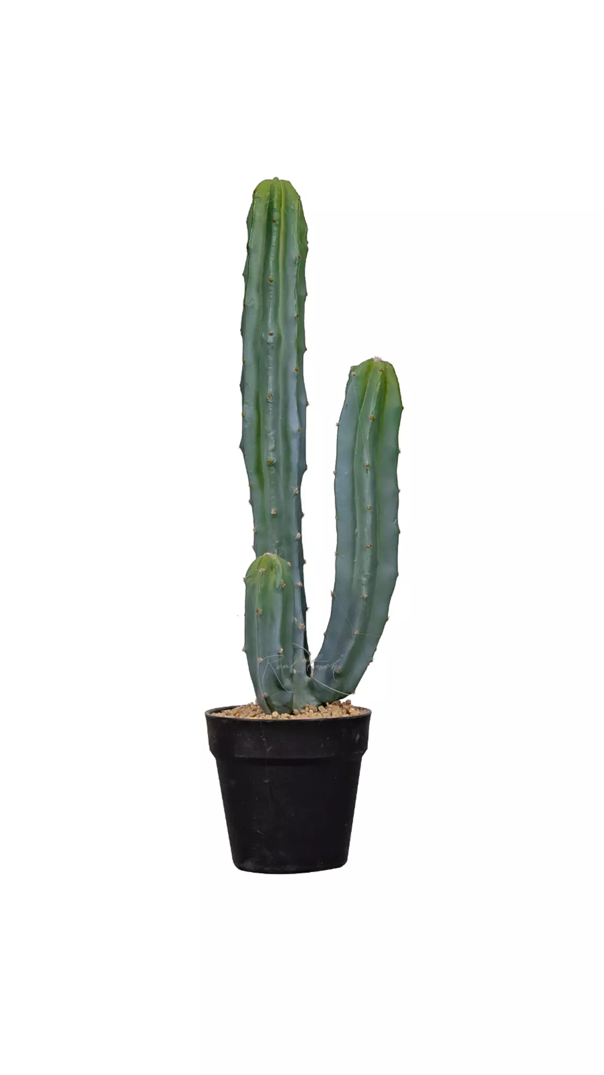 Cactus Cereus Mexican 64cm - green