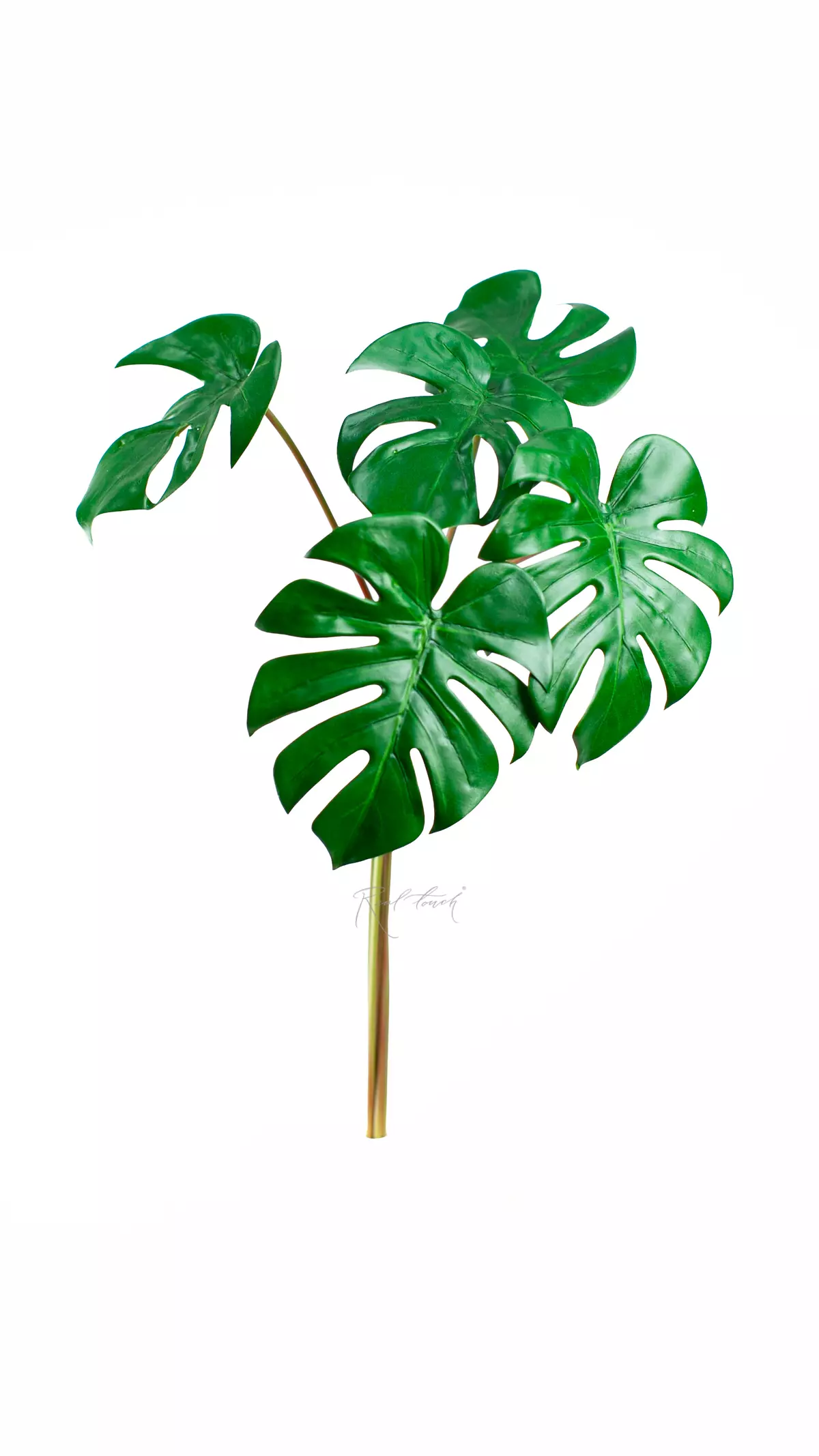 A bunch of 6 leaves of monster - green A bunch of 6 leaves of monster - green