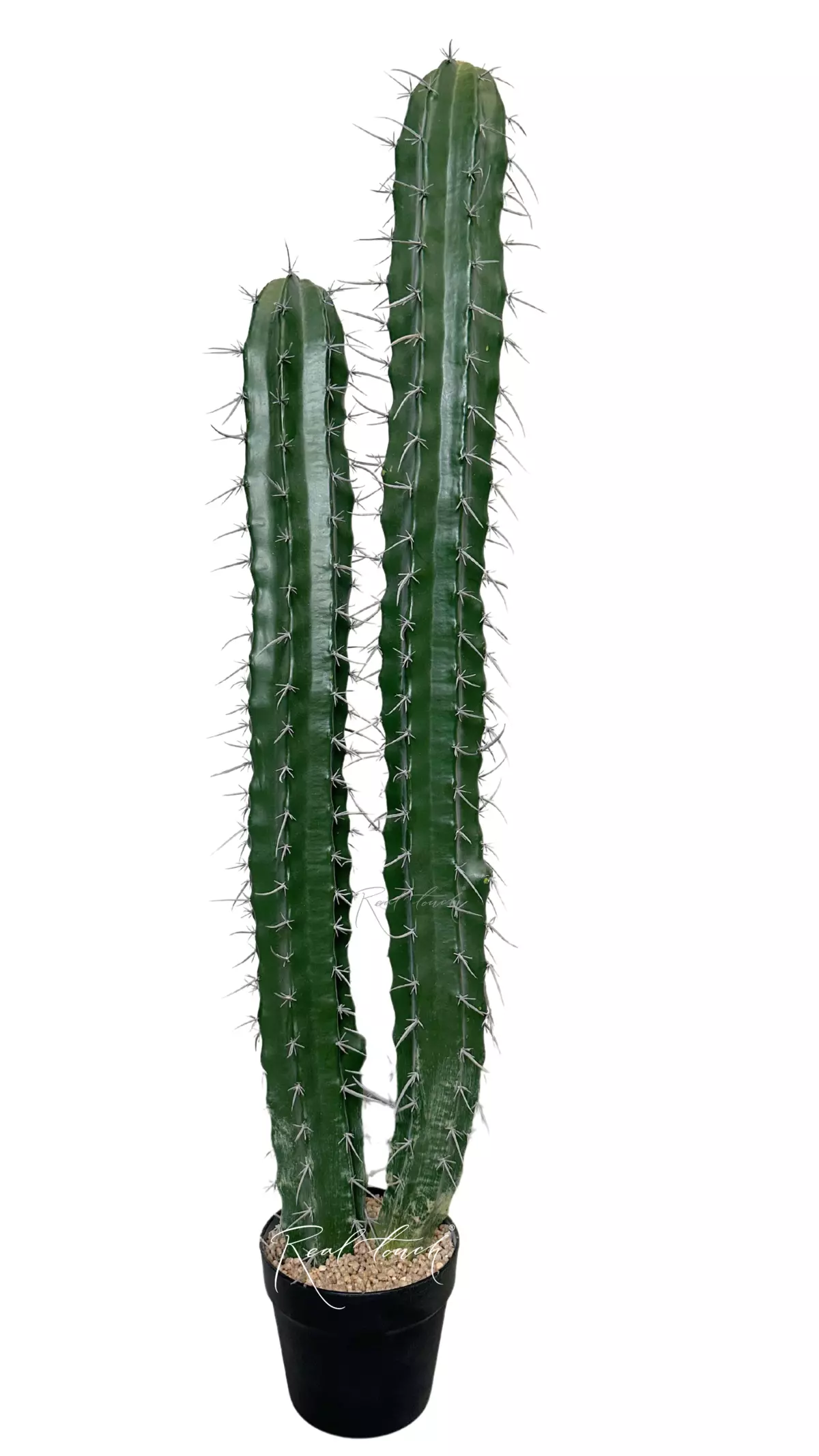 Cactus Stetsonia (2 trunks) 105cm - green