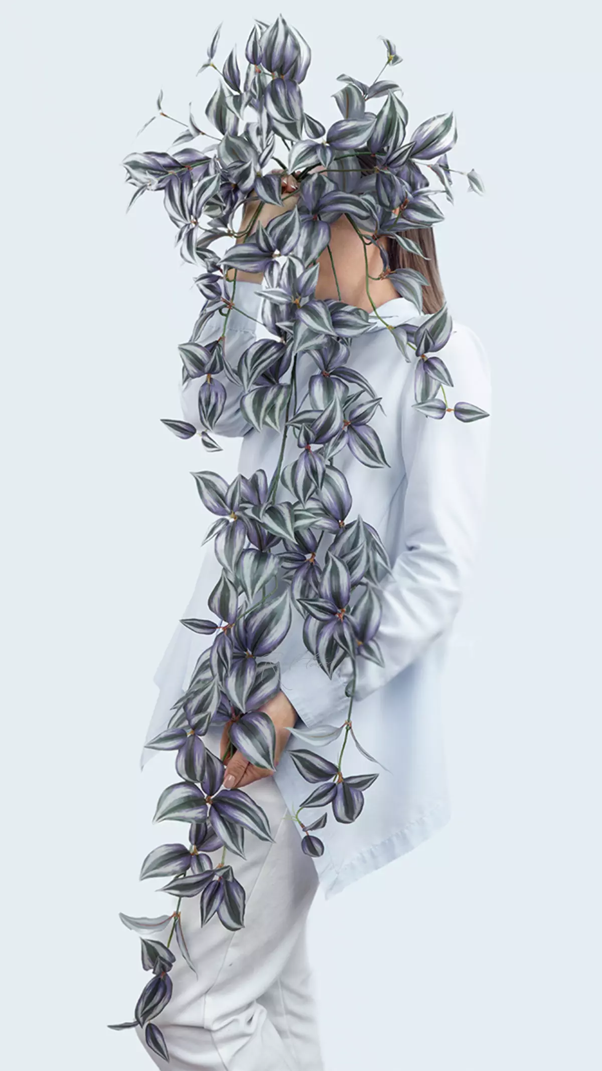 Zebrina hanging bush - Green purple Zebrina hanging bush - Green purple