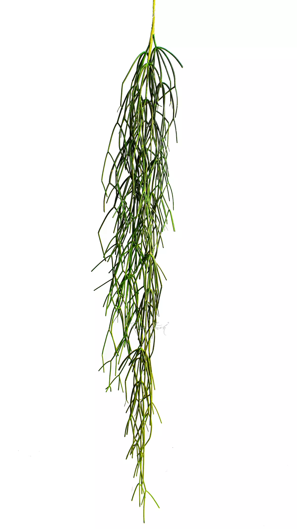 Rhipsalis (Mistletoe cactus) 120cm - green Rhipsalis (Mistletoe cactus) 120cm - green