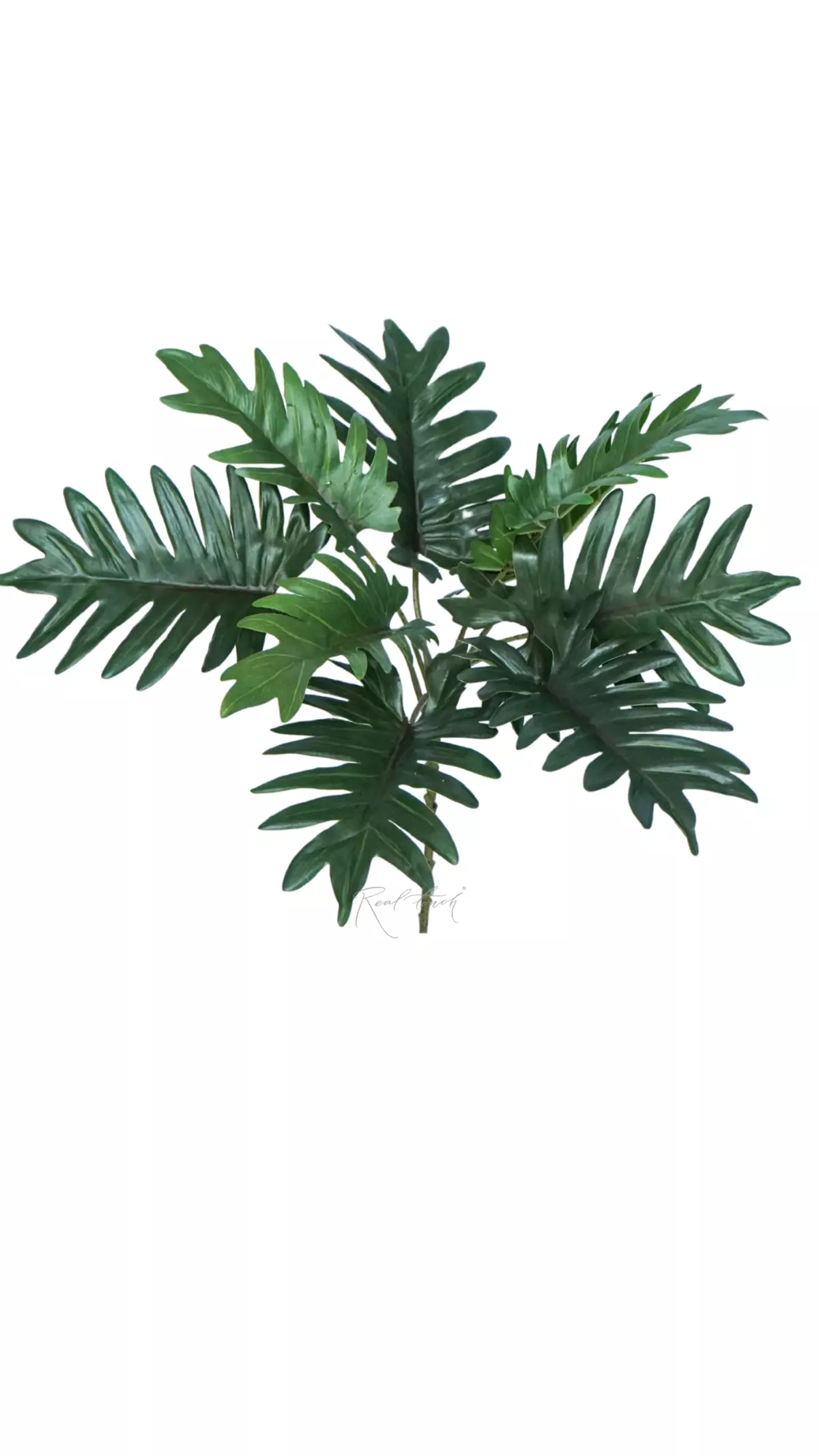Philodendron Xanadu bush - green