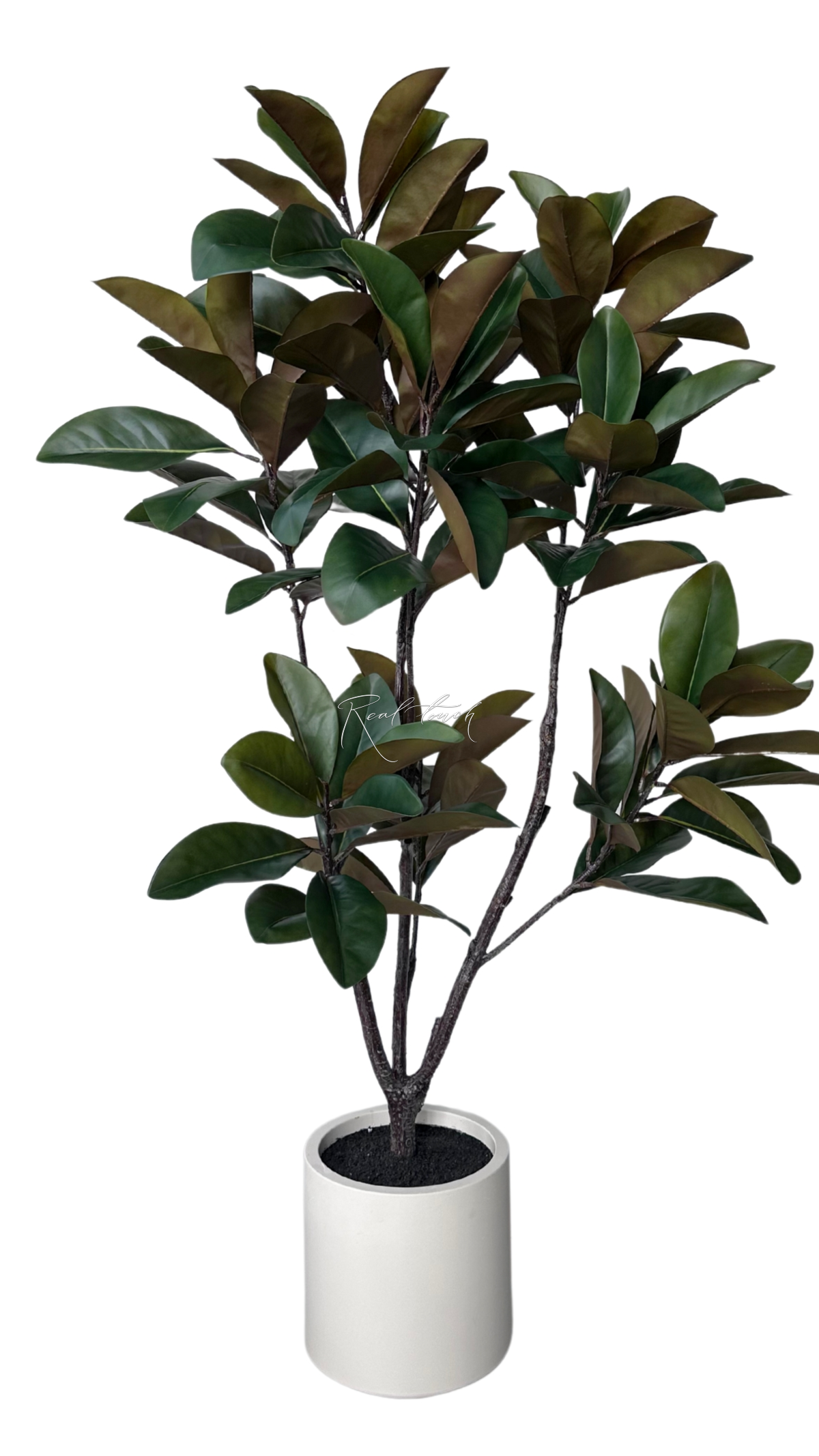Magnolia in pot 160cm - green