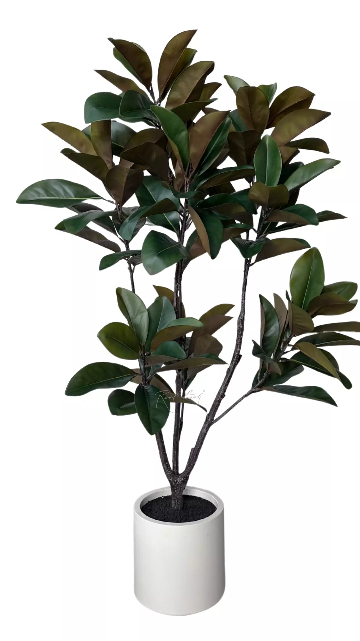 Magnolia in pot 160cm - green Magnolia in pot 160cm - green