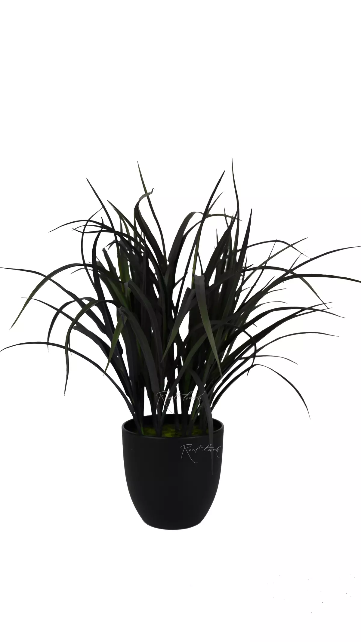 "Black" grass in a pot 53cm - Autumn