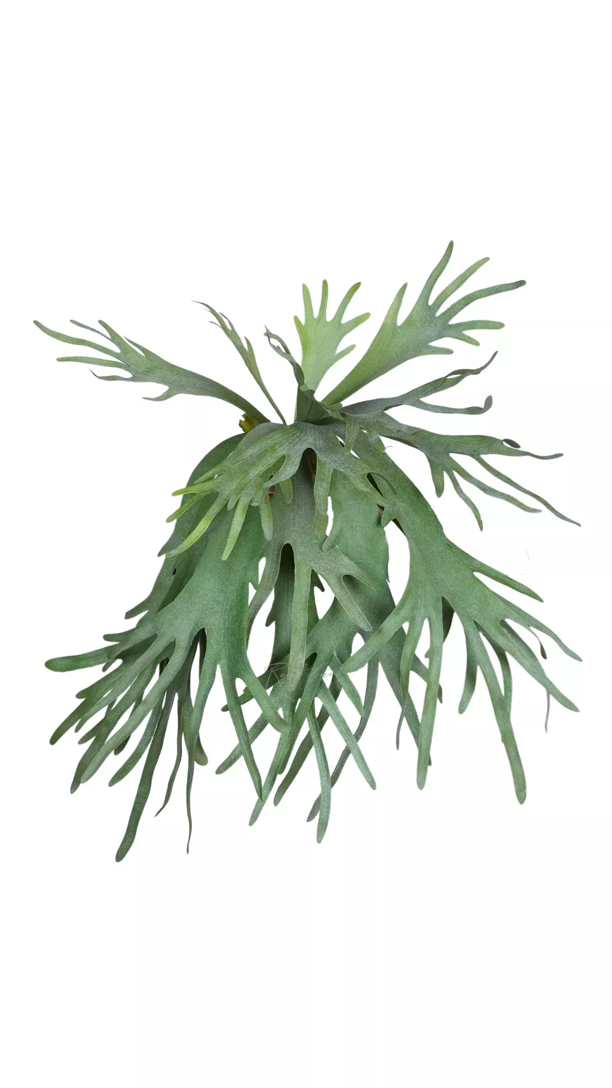 Platycerium volumetricum - light green Platycerium volumetricum - light green