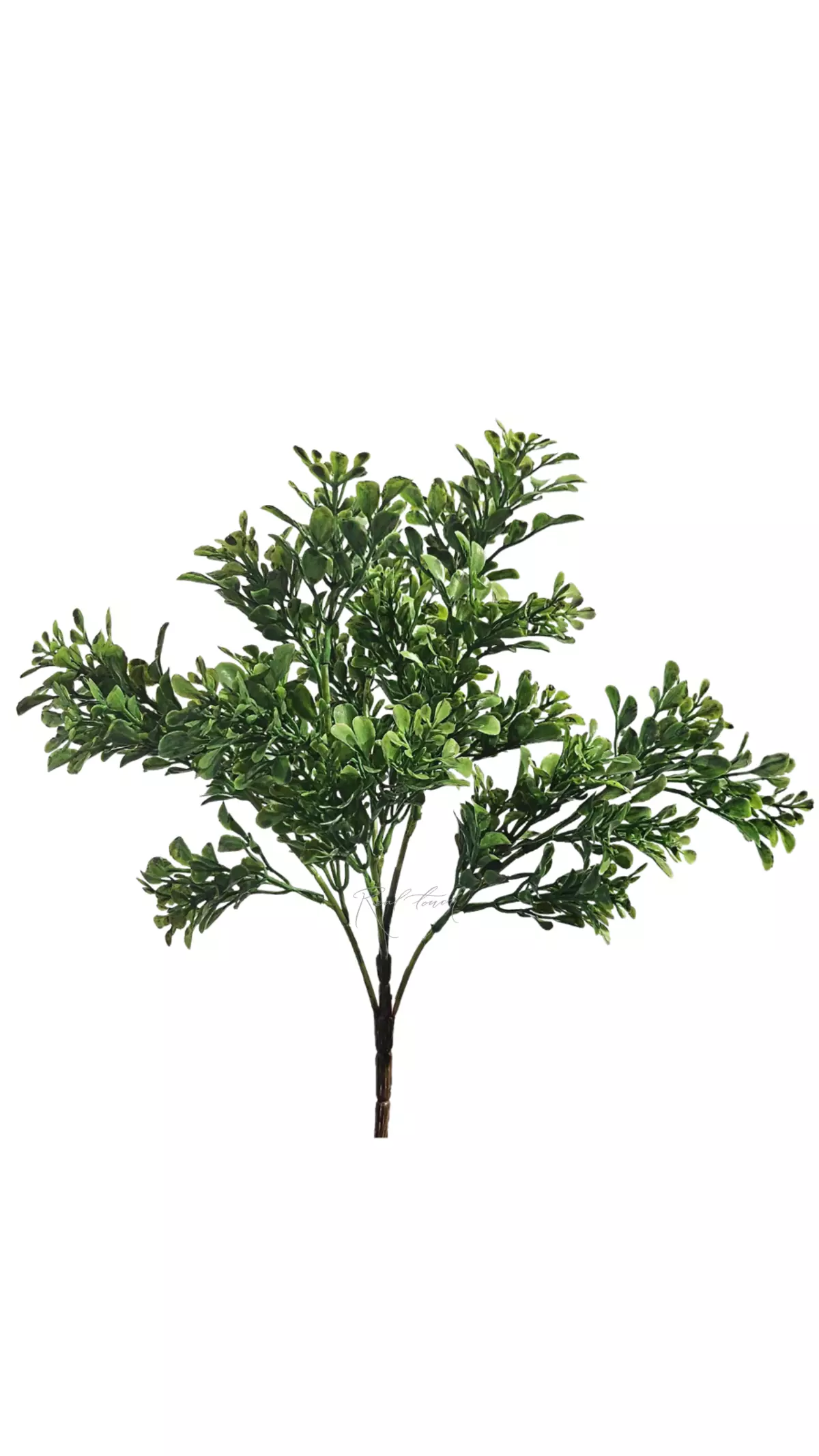 Bunch of boxwood - Dark green Bunch of boxwood - Dark green