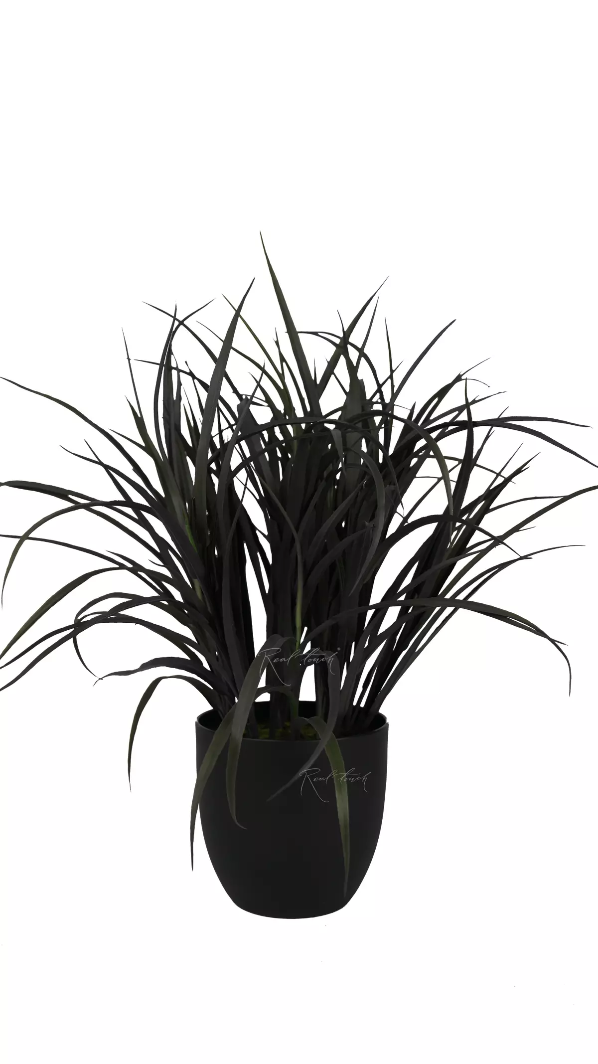 "Black" grass in a pot 54cm - Autumn