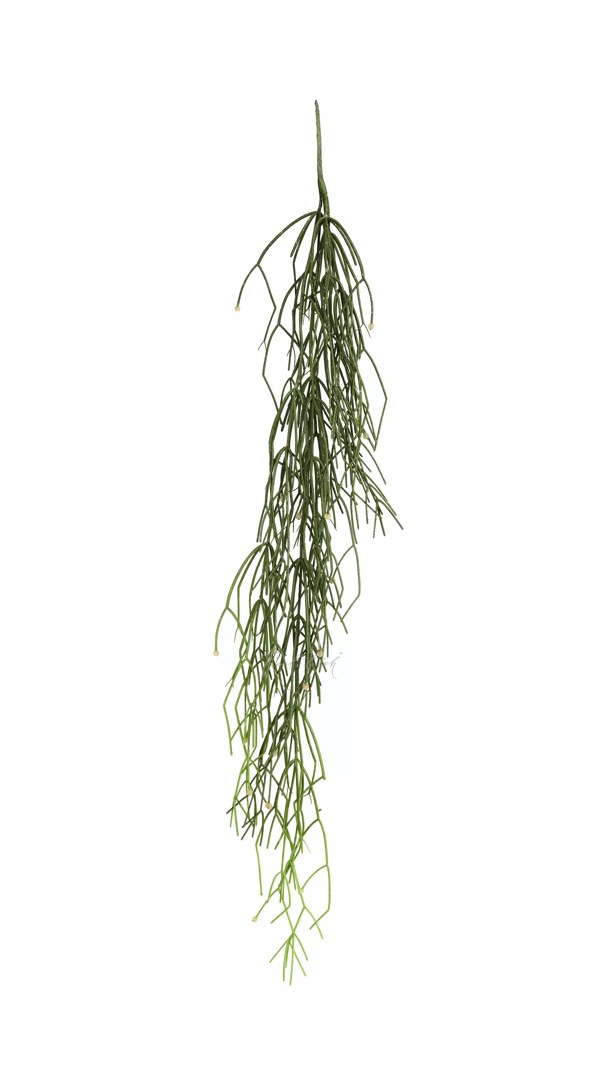 Rhipsalis baccifera - green Rhipsalis baccifera - green