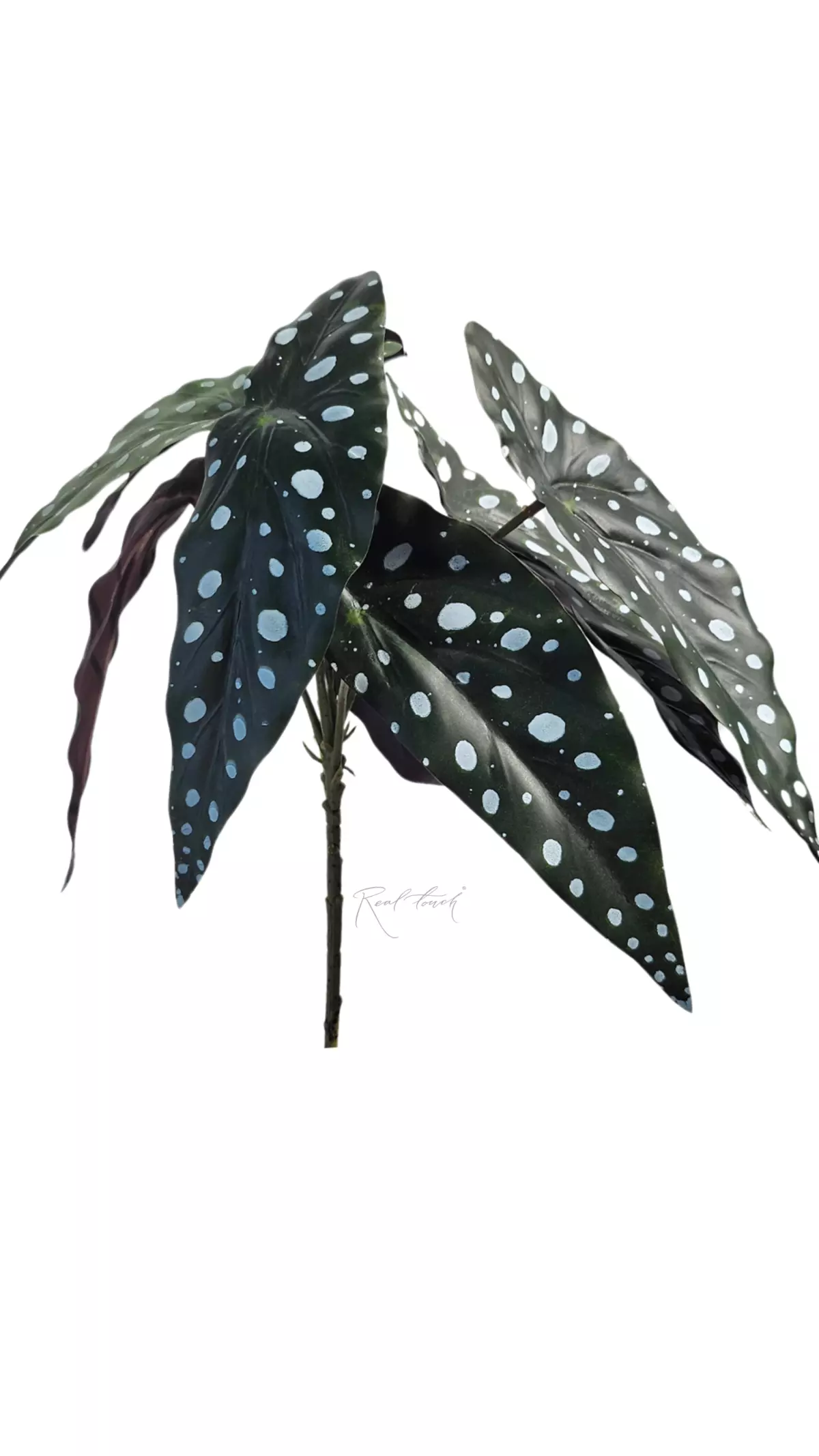 Begonia Maculata bush - green