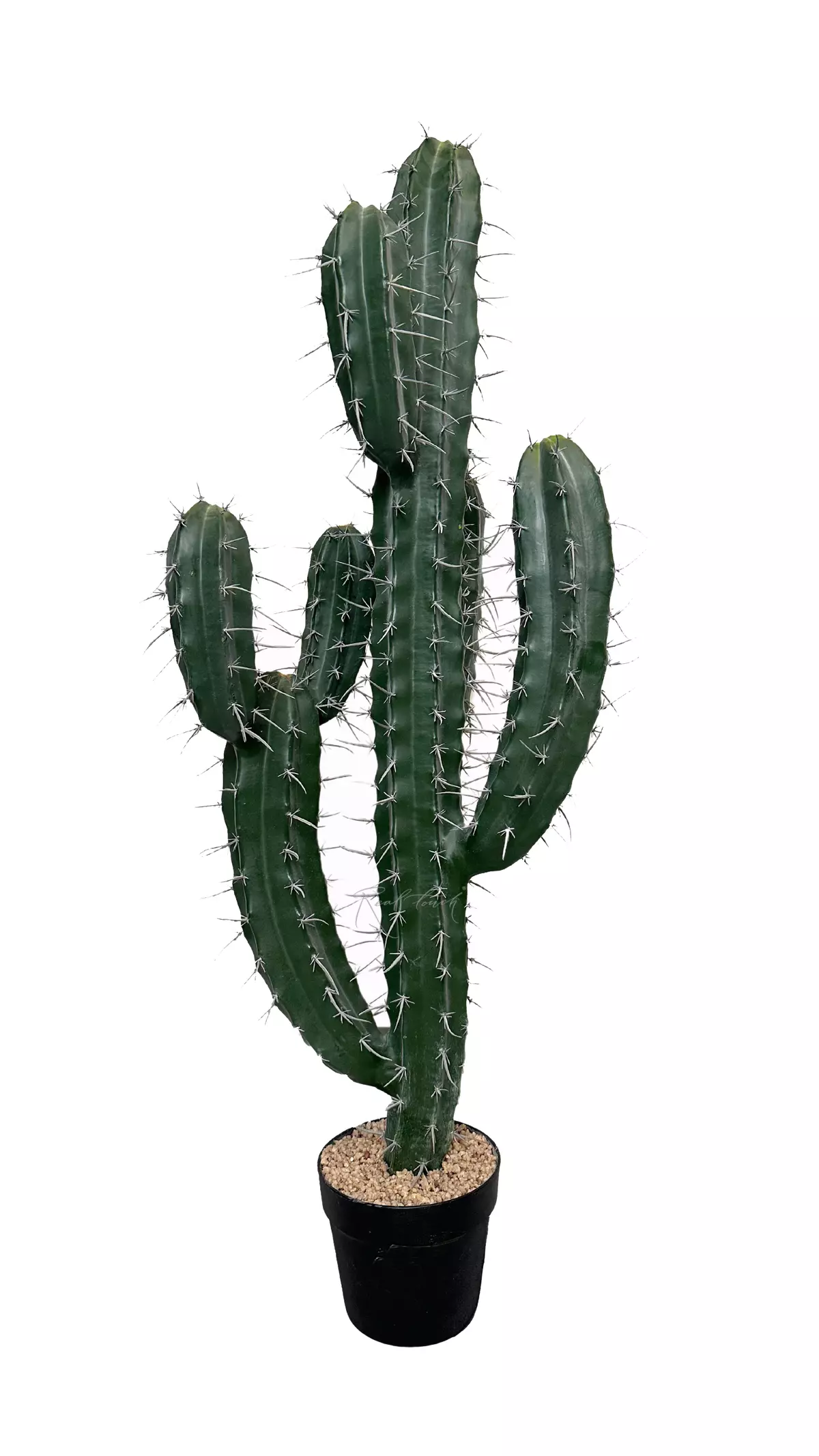 Cactus Stetsonia (branchy) 101cm - green Cactus Stetsonia (branchy) 101cm - green