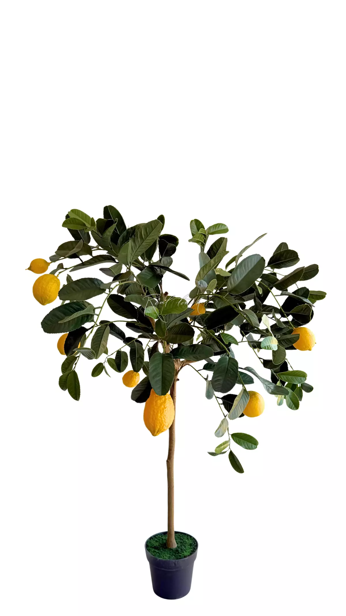 Lemon tree 125cm with UV protection - green