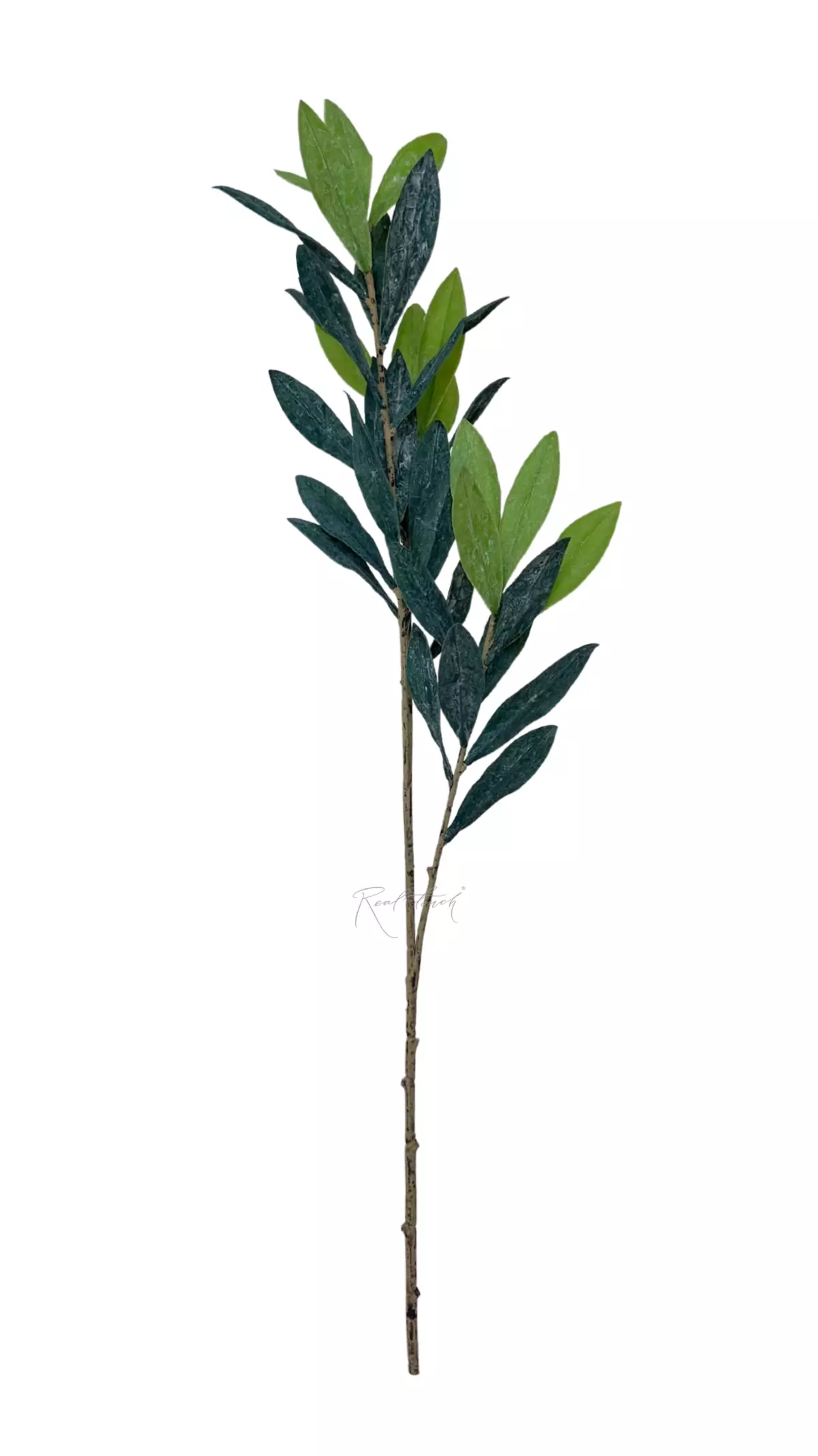 Olive branch 70cm - Gray green