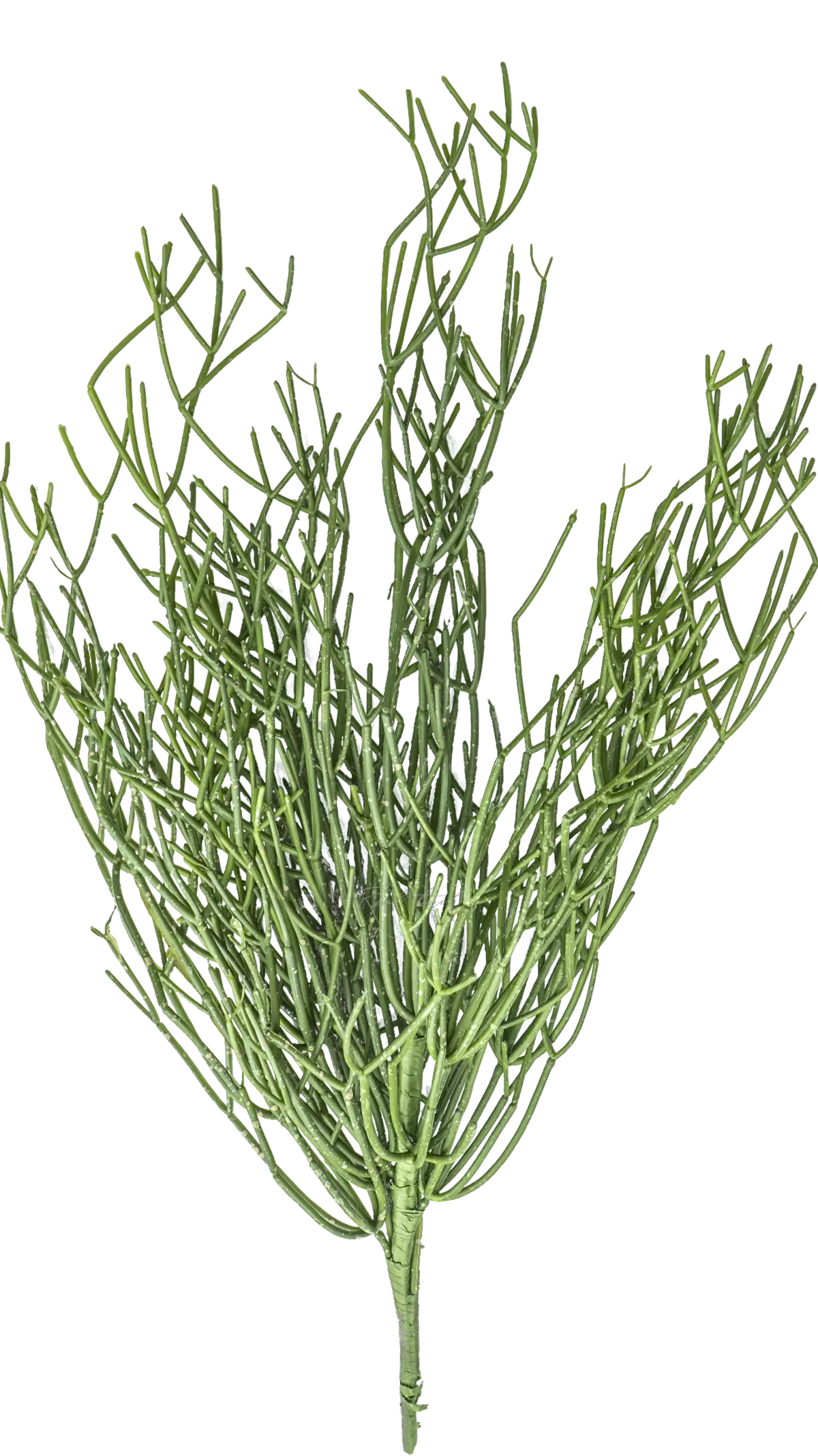 Rhipsalis bush medium - green