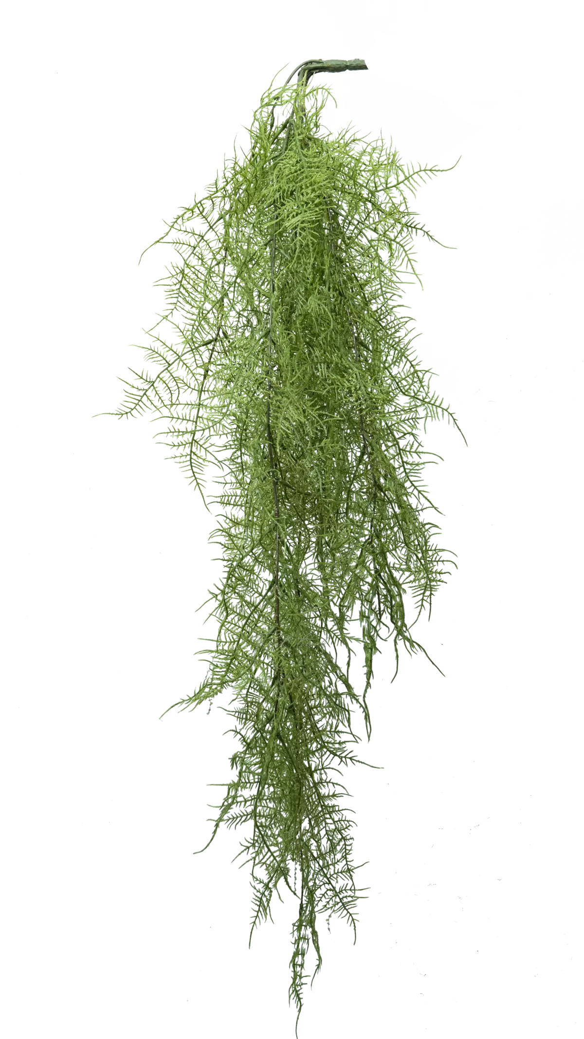 Asparagus benuissimus - green