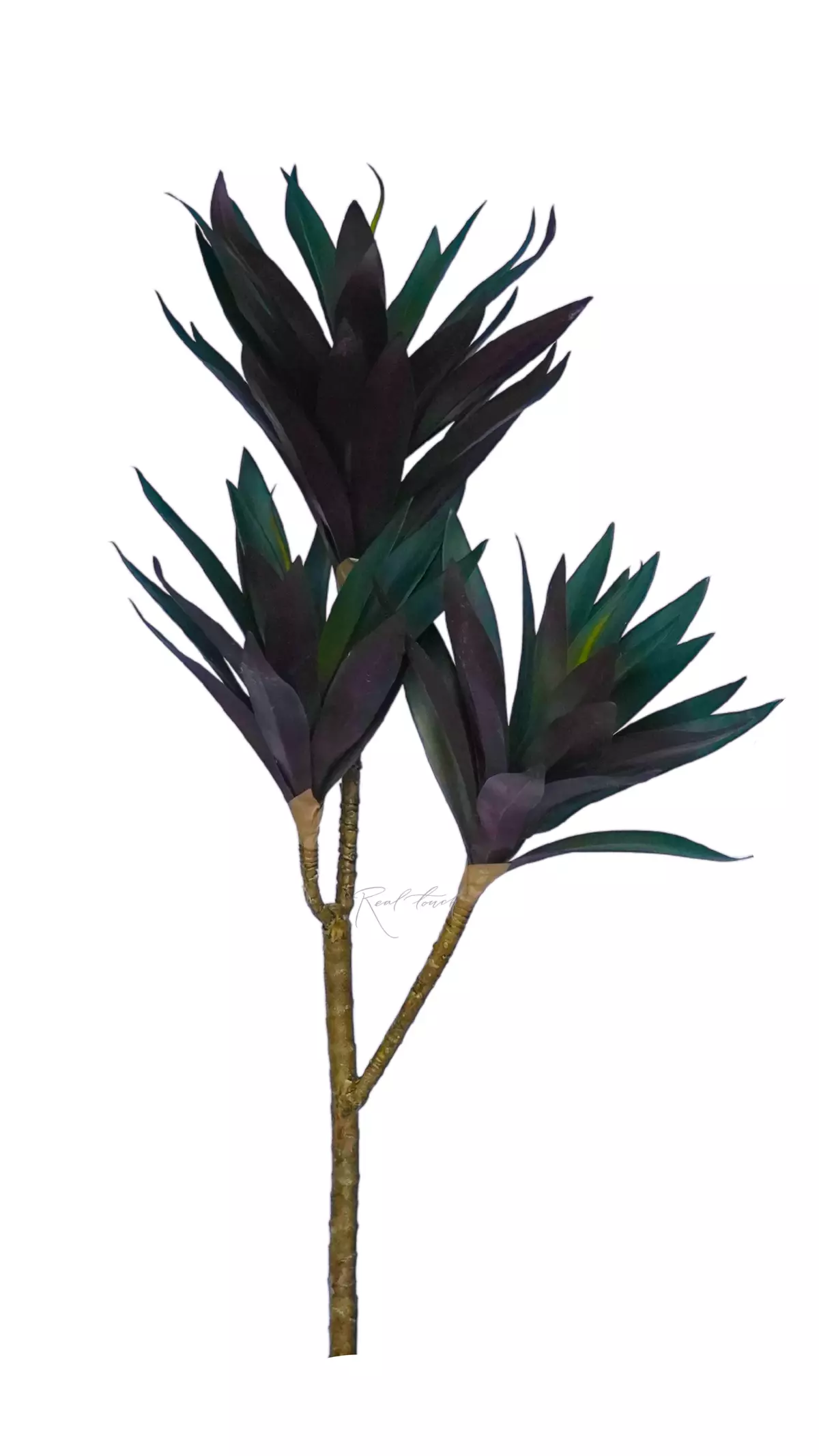 Dracaena Compacta - red